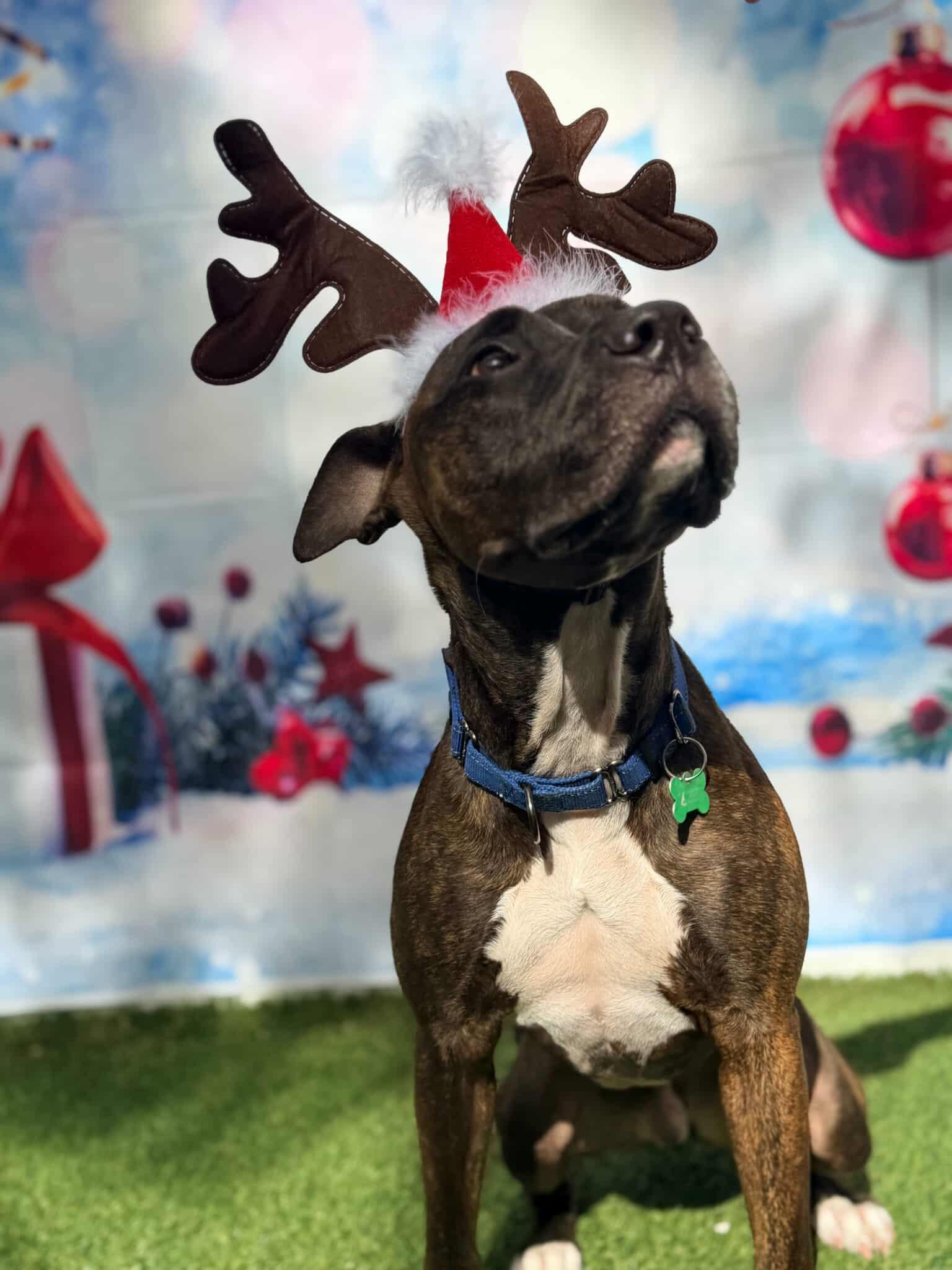 Ollie, a Adoptable Pit Bull Terrier in Pompano Beach, FL image 2/3