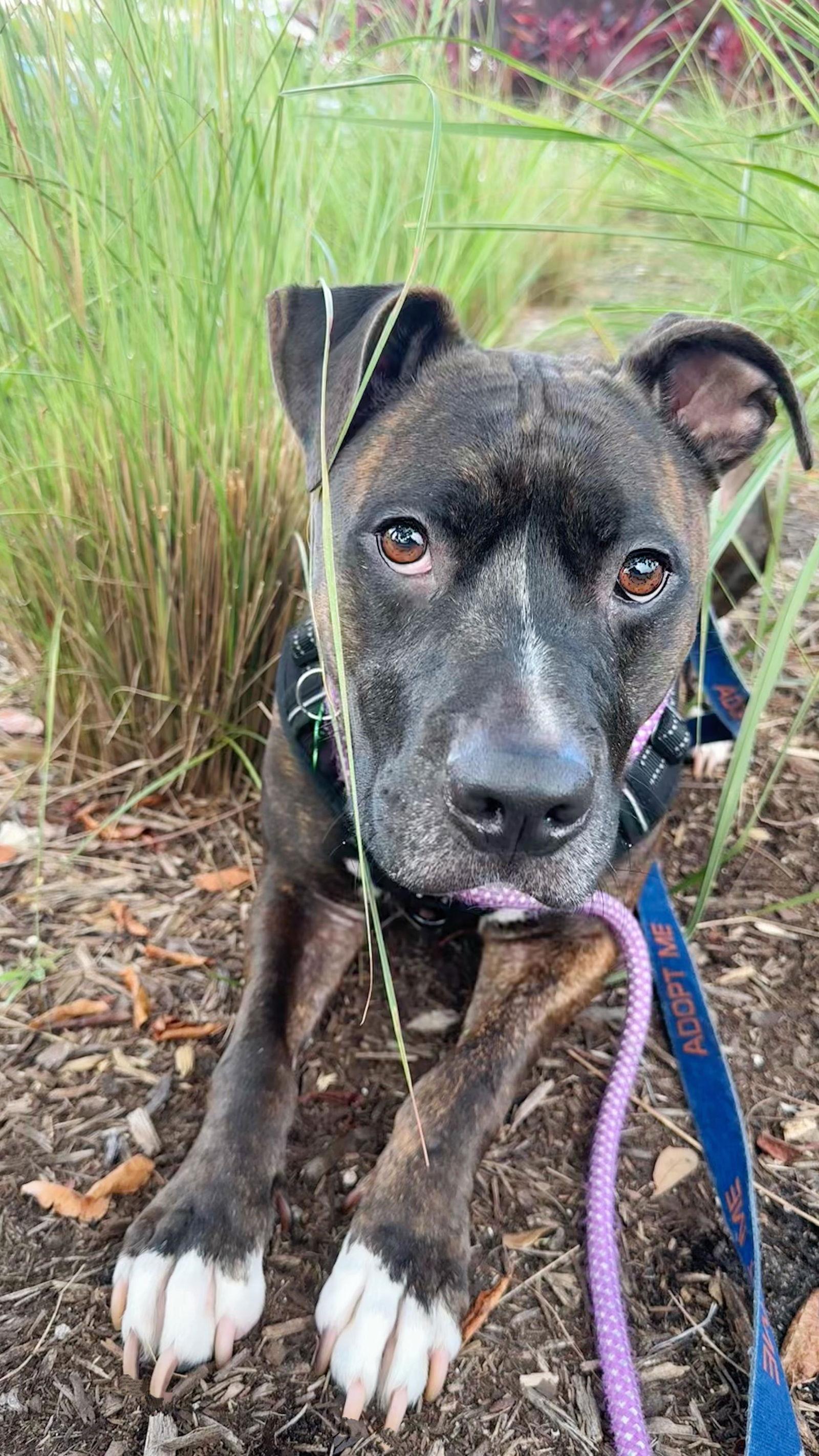 Ollie, Adoptable, Adult Male Pit Bull Terrier.