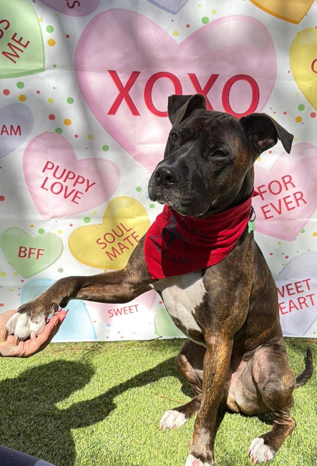 Enlarge Ollie, a Adoptable Pit Bull Terrier in Pompano Beach, FL image 2/3