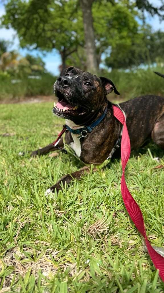Enlarge Ollie, a Adoptable Pit Bull Terrier in Pompano Beach, FL image 2/3