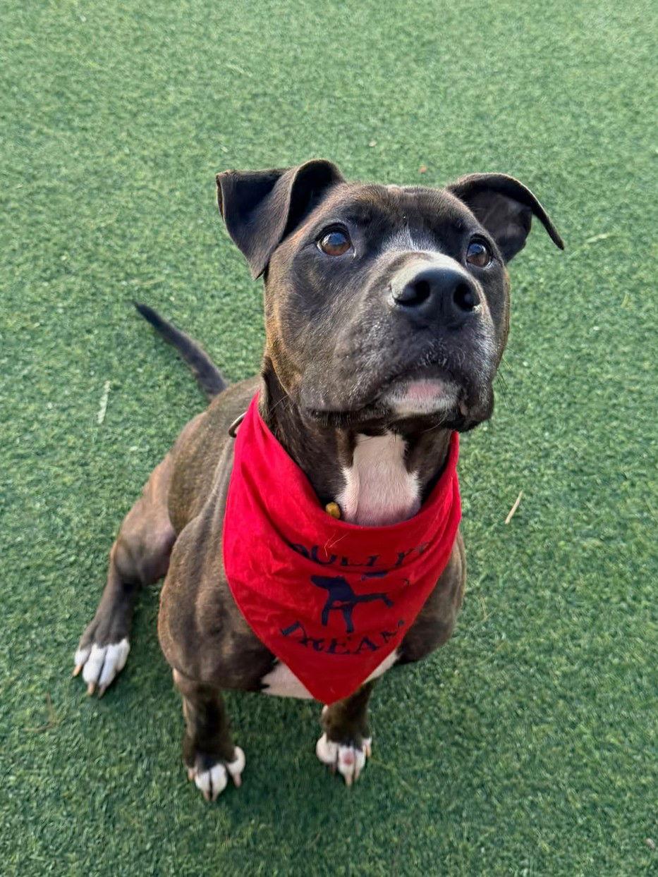 Ollie — thumbnail 3