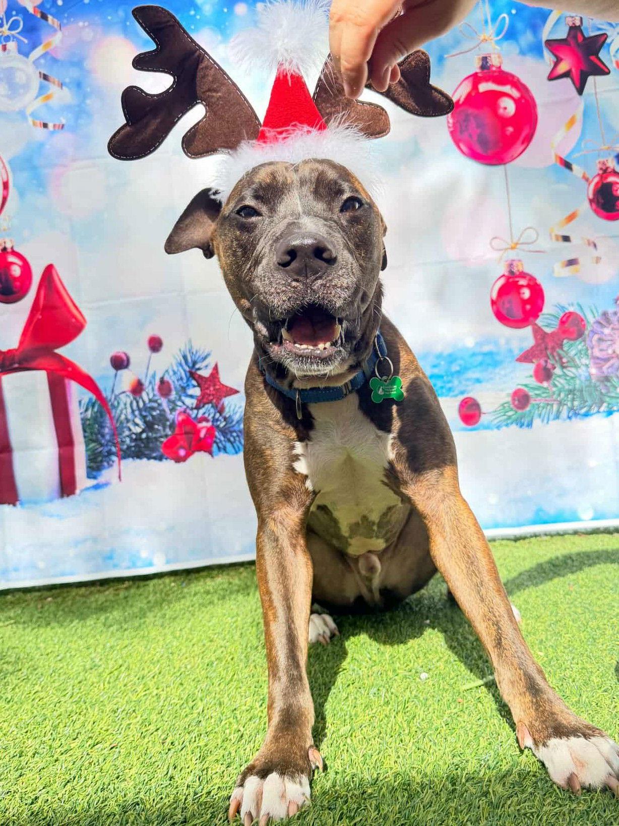 Ollie, a Adoptable Pit Bull Terrier in Pompano Beach, FL image 3/3