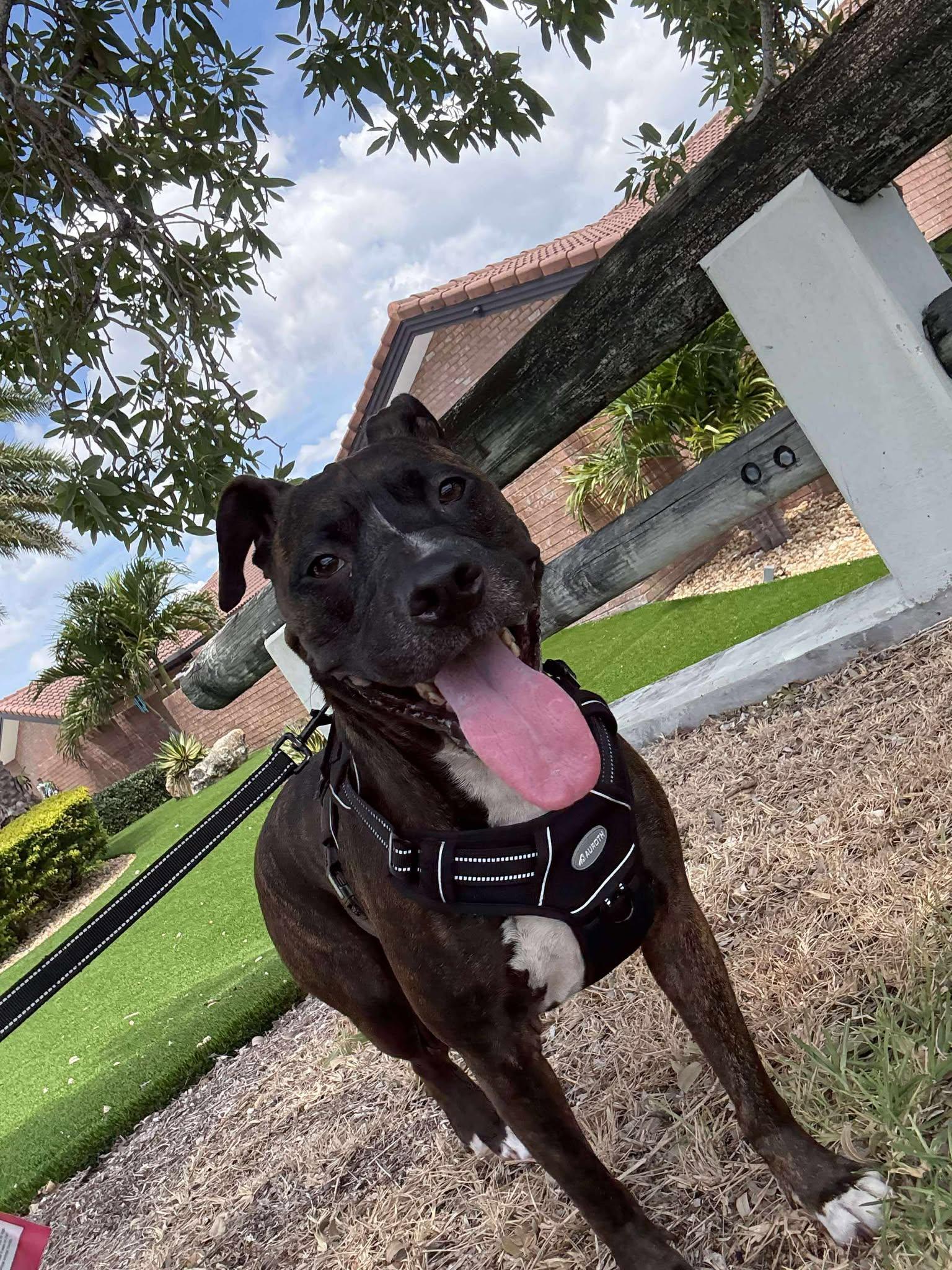 Ollie, a Adoptable Pit Bull Terrier in Pompano Beach, FL image 3/3