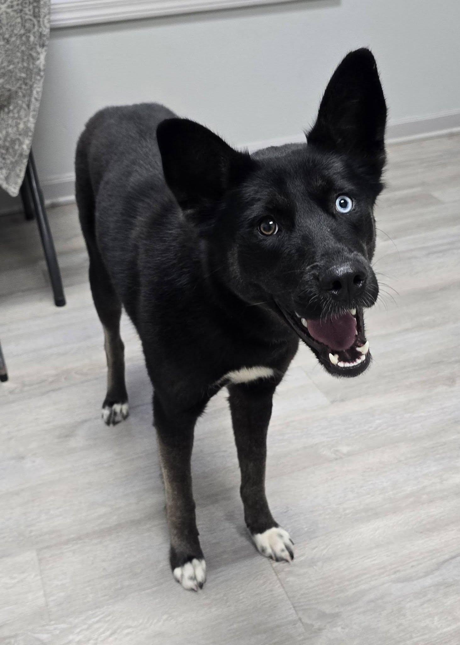 Enlarge Millie, a Adopted mixed breed in Frankfort, IN image 2/4