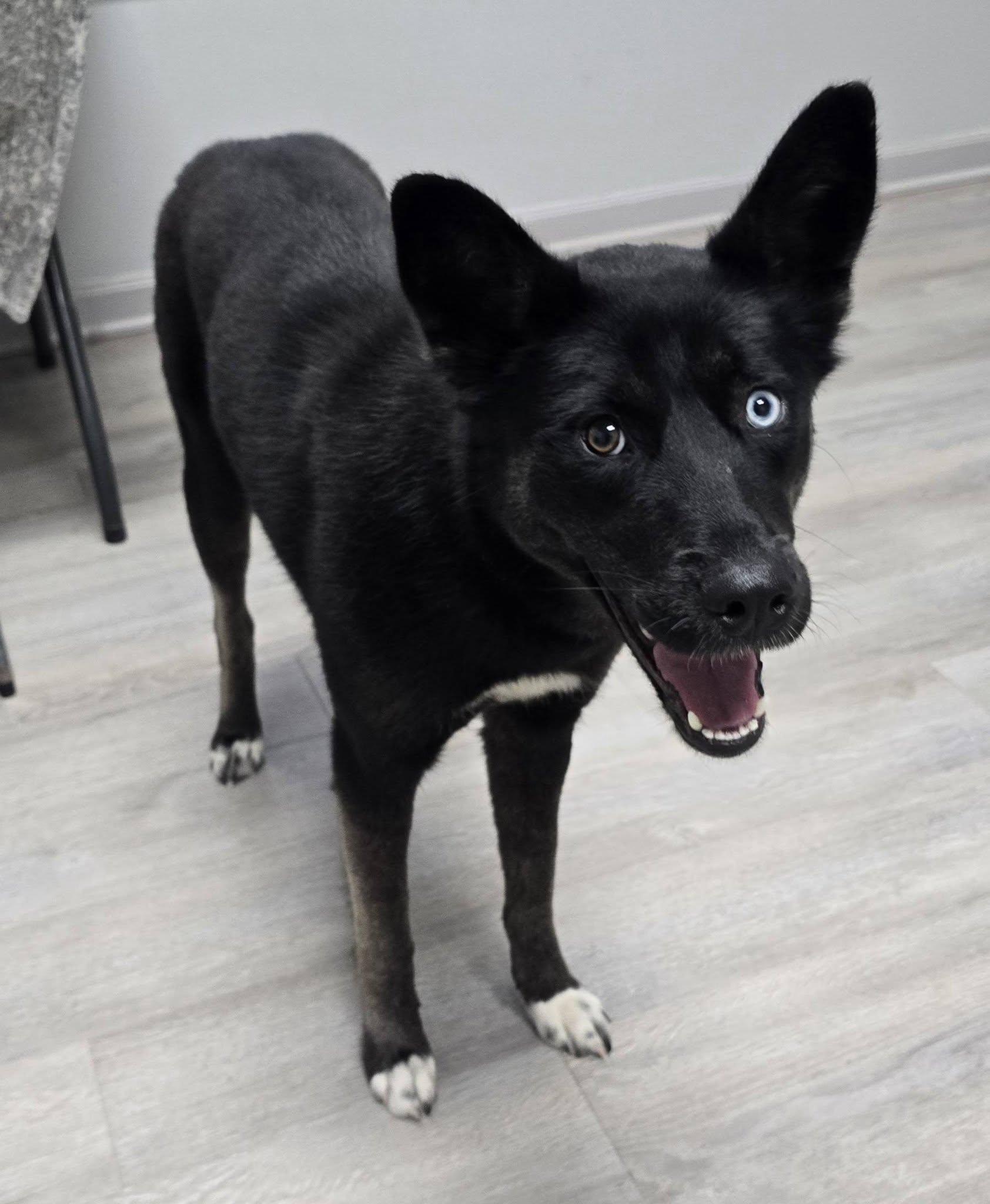 Enlarge Millie, a Adopted mixed breed in Frankfort, IN image 1/4