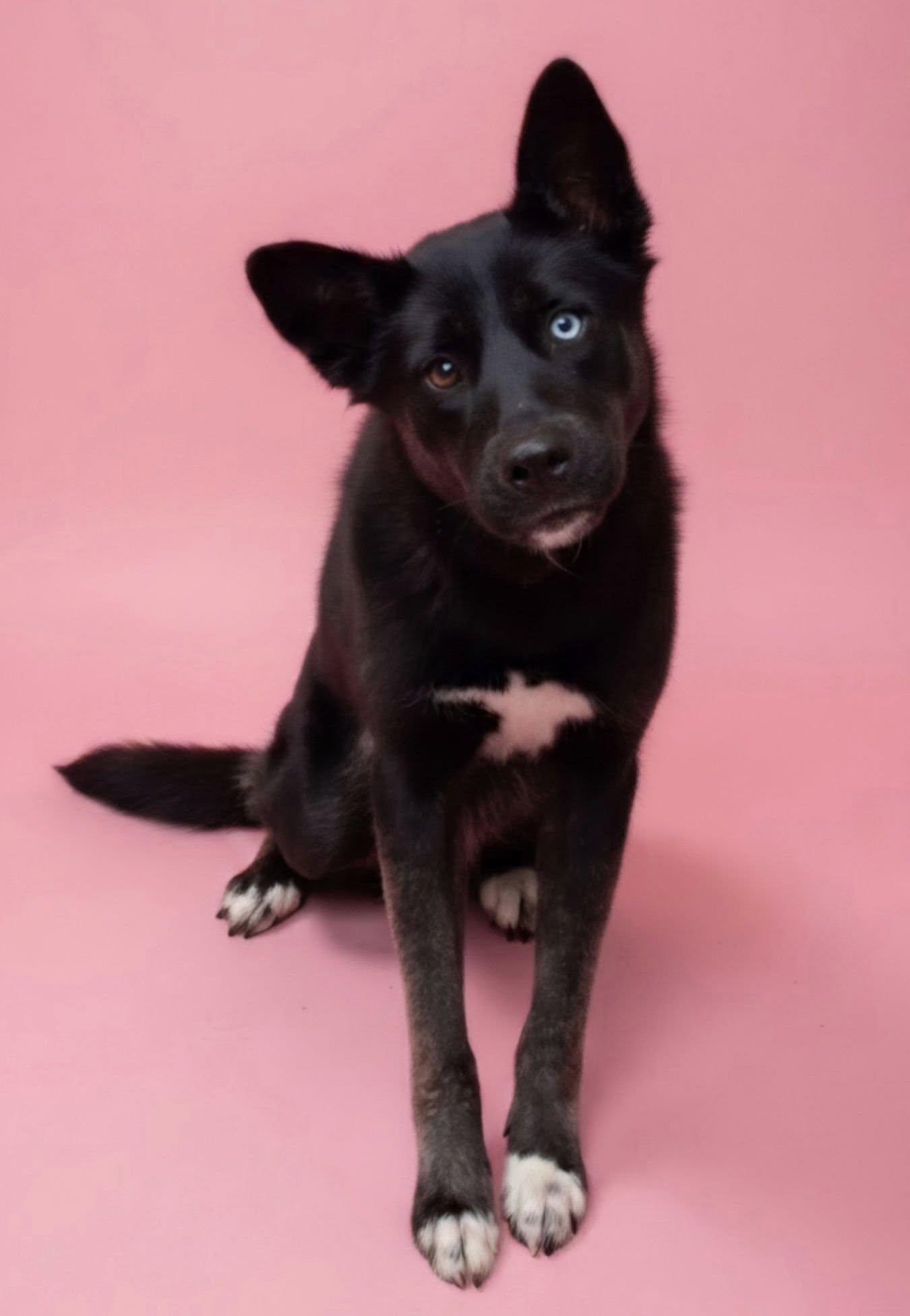 Enlarge Millie, a Adopted mixed breed in Frankfort, IN image 4/4