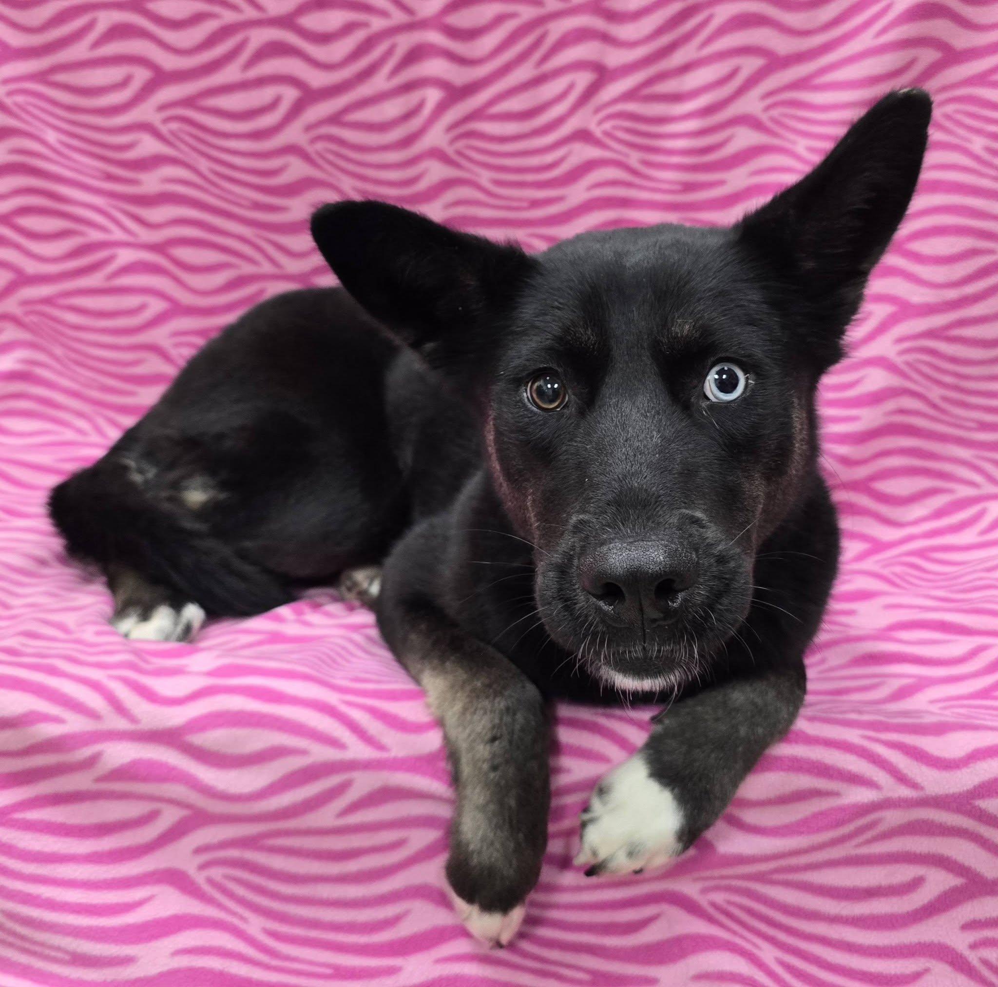 Enlarge Millie, a Adopted mixed breed in Frankfort, IN image 3/4