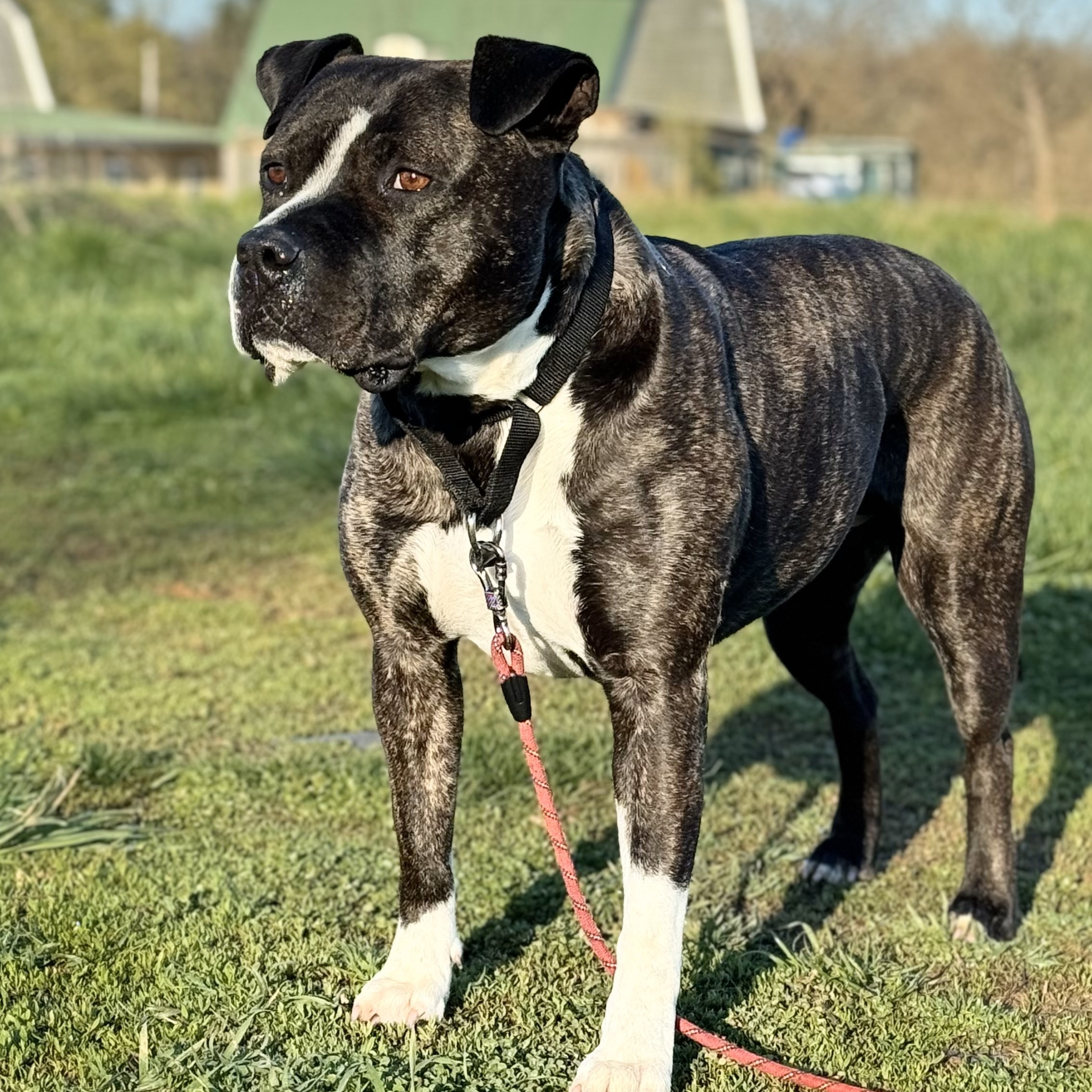 Rhonda, a Adoptable mixed breed in Bethesda, MD image 3/5