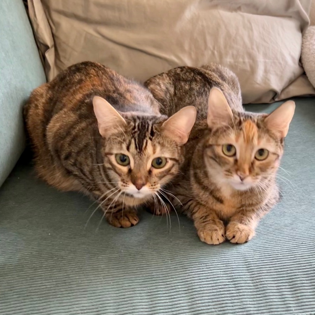 Isla and Maxine, Adoptable, Young Female Domestic Short Hair.