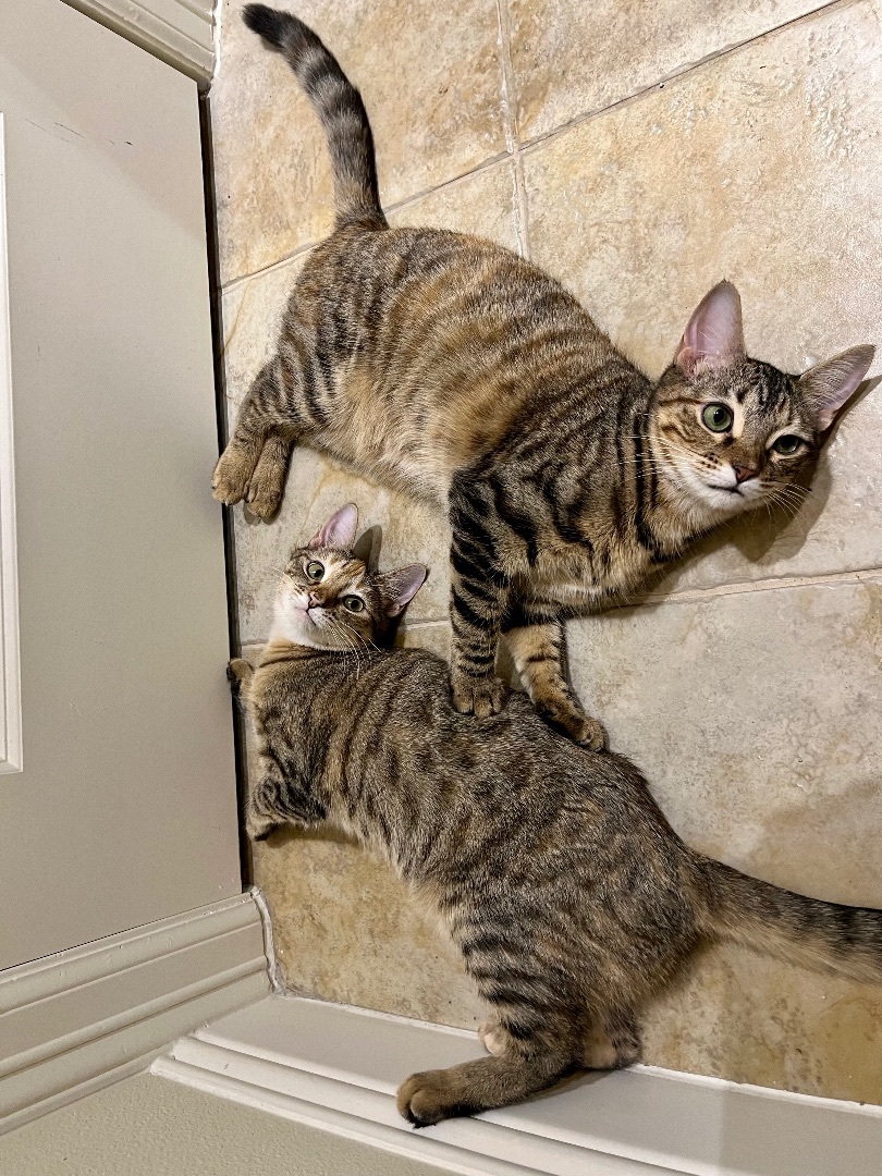 Enlarge Isla and Maxine, a Adoptable Domestic Short Hair in Fort Worth, TX image 2/6