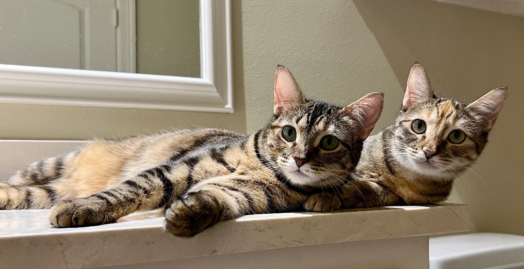 Enlarge Isla and Maxine, a Adoptable Domestic Short Hair in Fort Worth, TX image 3/6