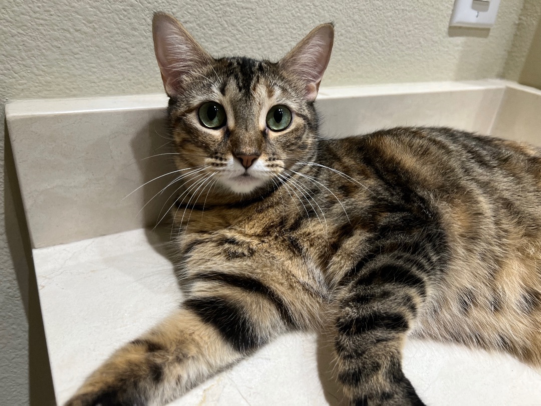 Enlarge Isla and Maxine, a Adoptable Domestic Short Hair in Fort Worth, TX image 4/6
