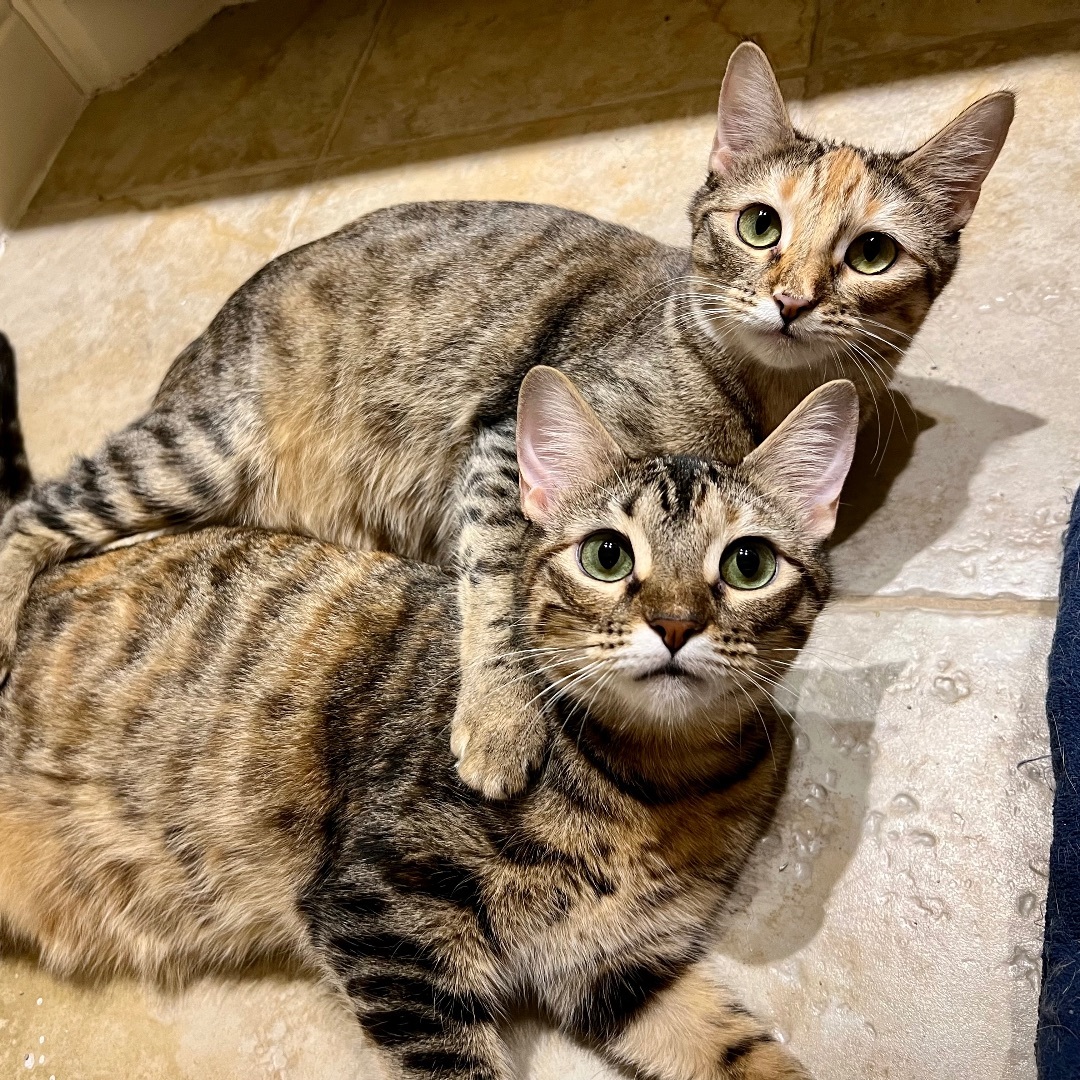 Enlarge Isla and Maxine, a Adoptable Domestic Short Hair in Fort Worth, TX image 5/6