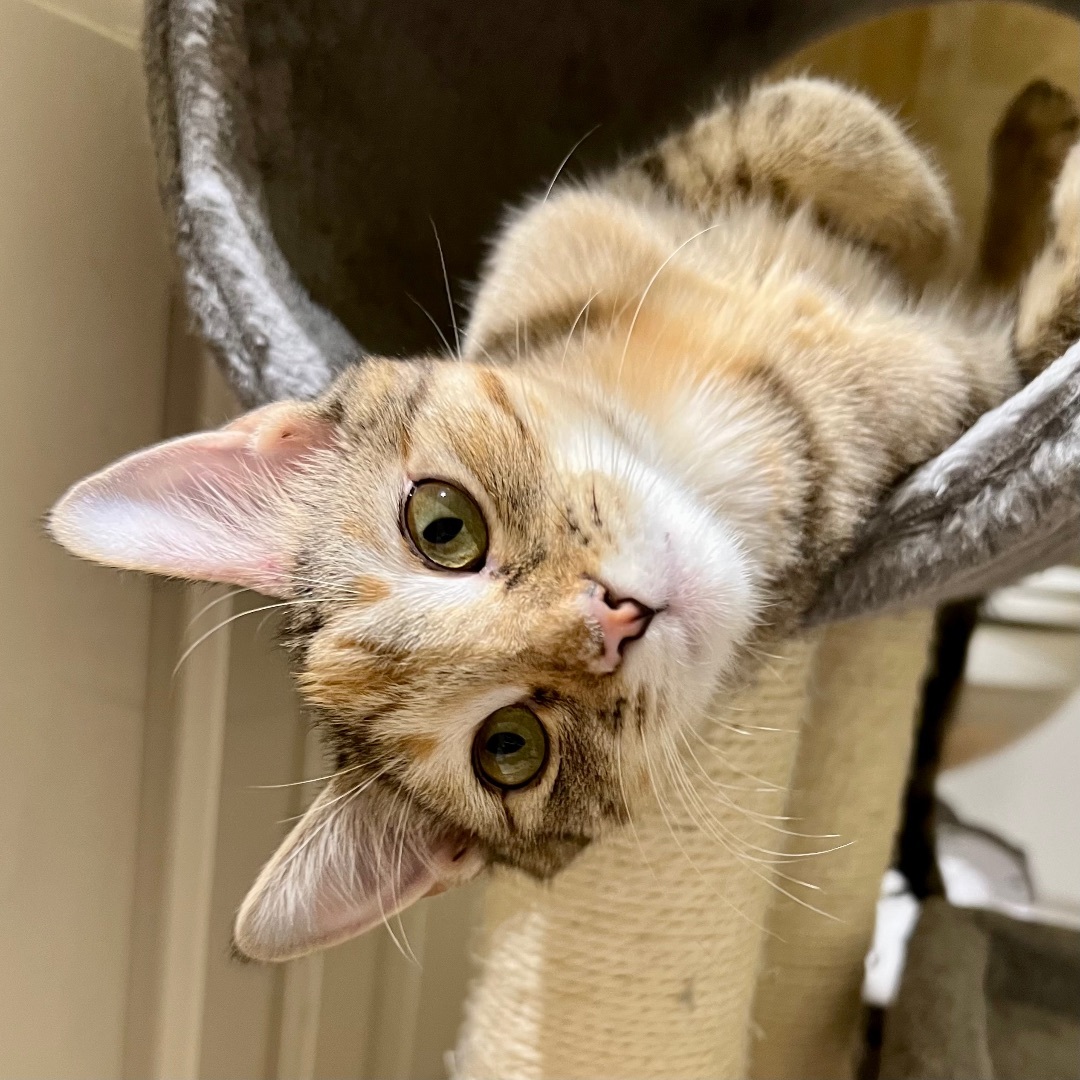 Enlarge Isla and Maxine, a Adoptable Domestic Short Hair in Fort Worth, TX image 6/6