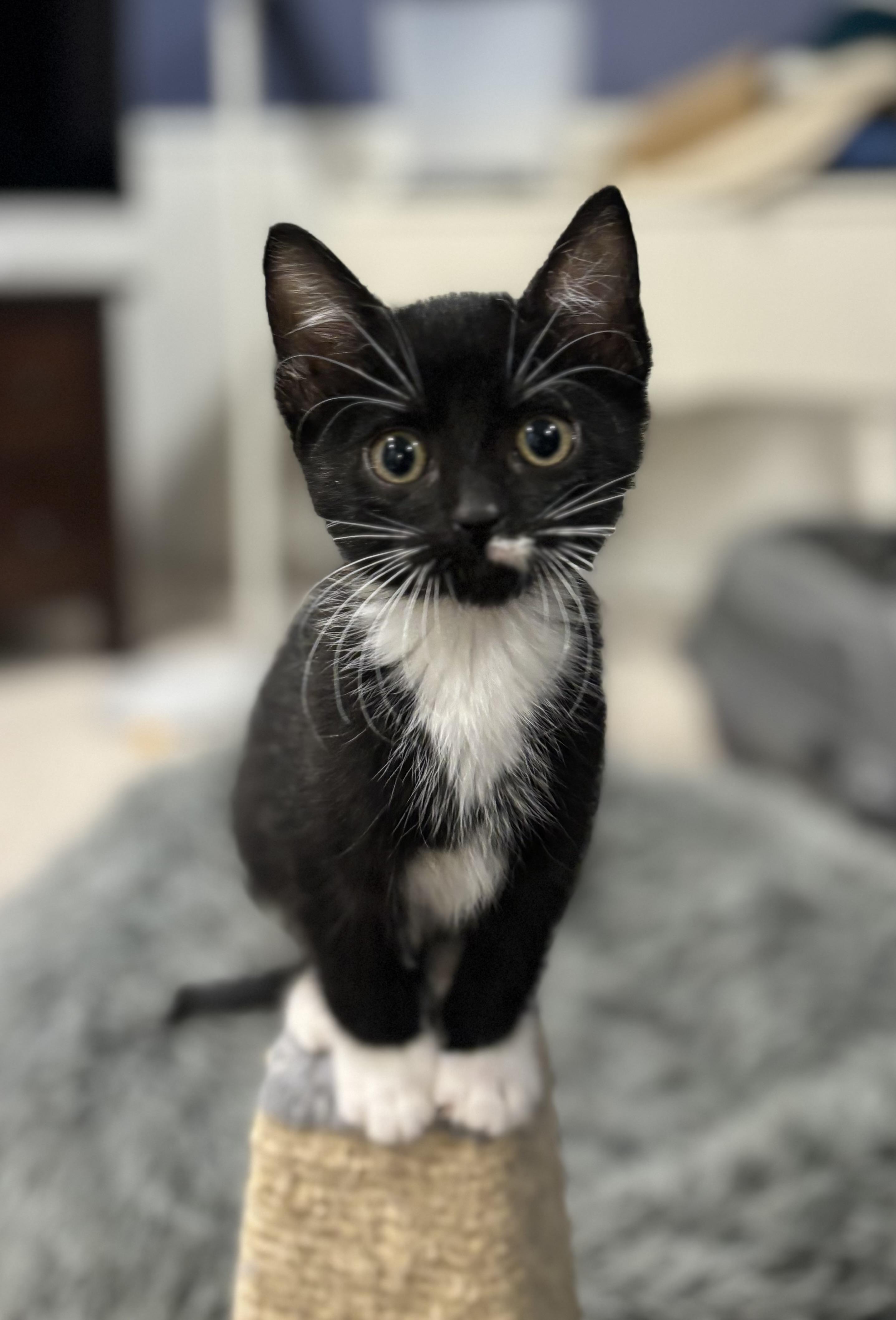 Cheyenne, a ADOPTABLE Domestic Short Hair image 1/3