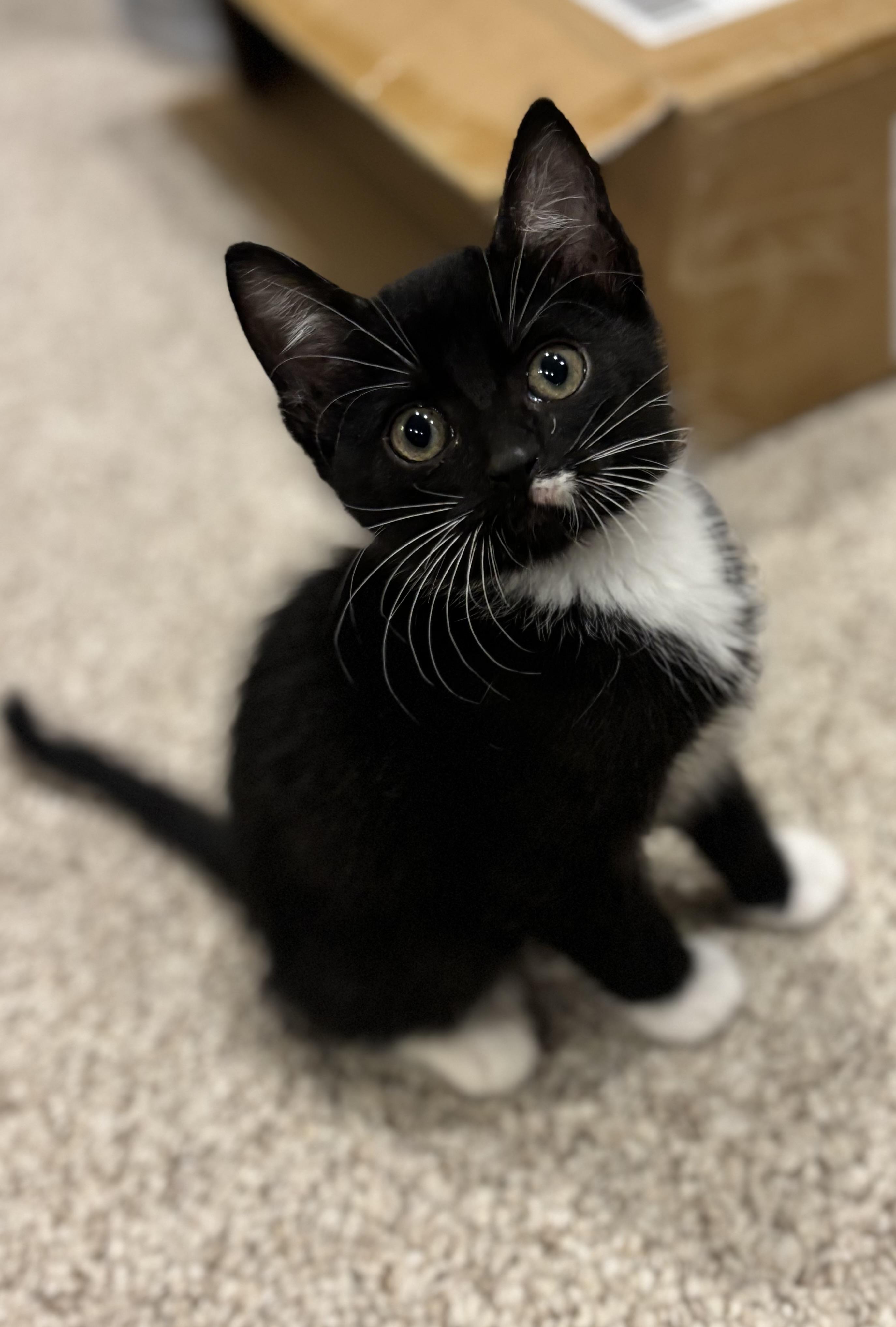 Cheyenne, a ADOPTABLE Domestic Short Hair image 2/3