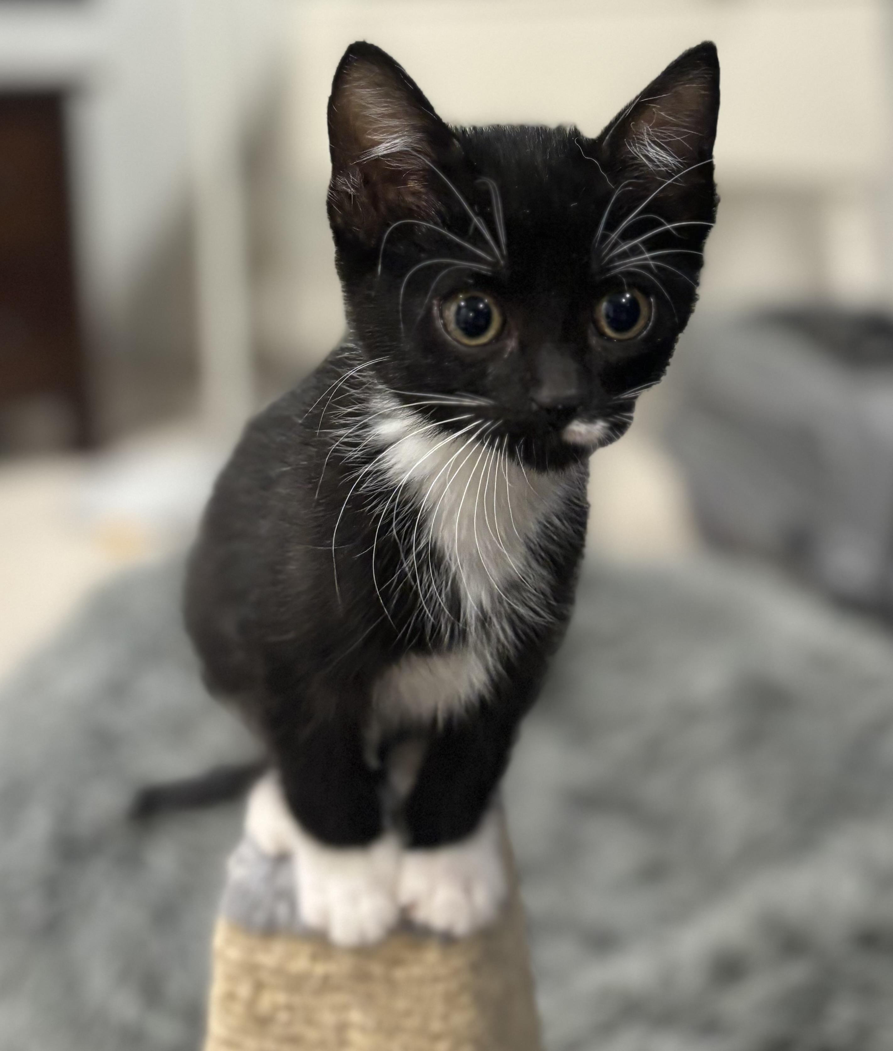 Cheyenne, a ADOPTABLE Domestic Short Hair image 3/3