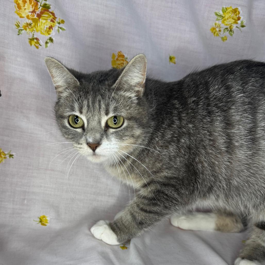 Selene, a Adoptable mixed breed in Mount Vernon, IL image 1/6