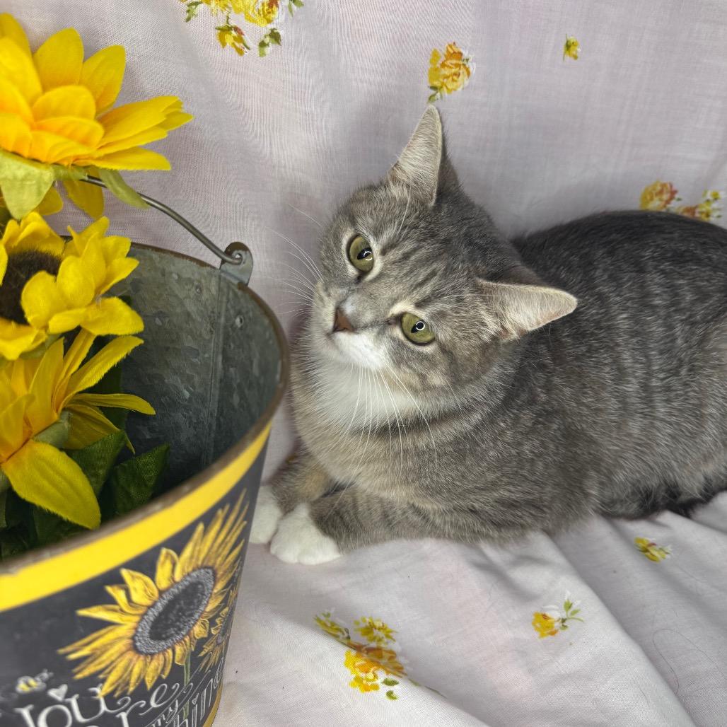 Selene, a Adoptable mixed breed in Mount Vernon, IL image 2/6