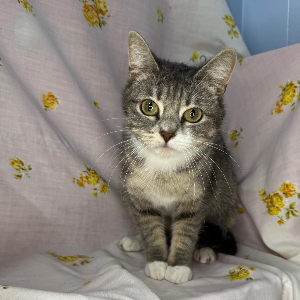 Selene, a Adoptable mixed breed in Mount Vernon, IL image 3/6