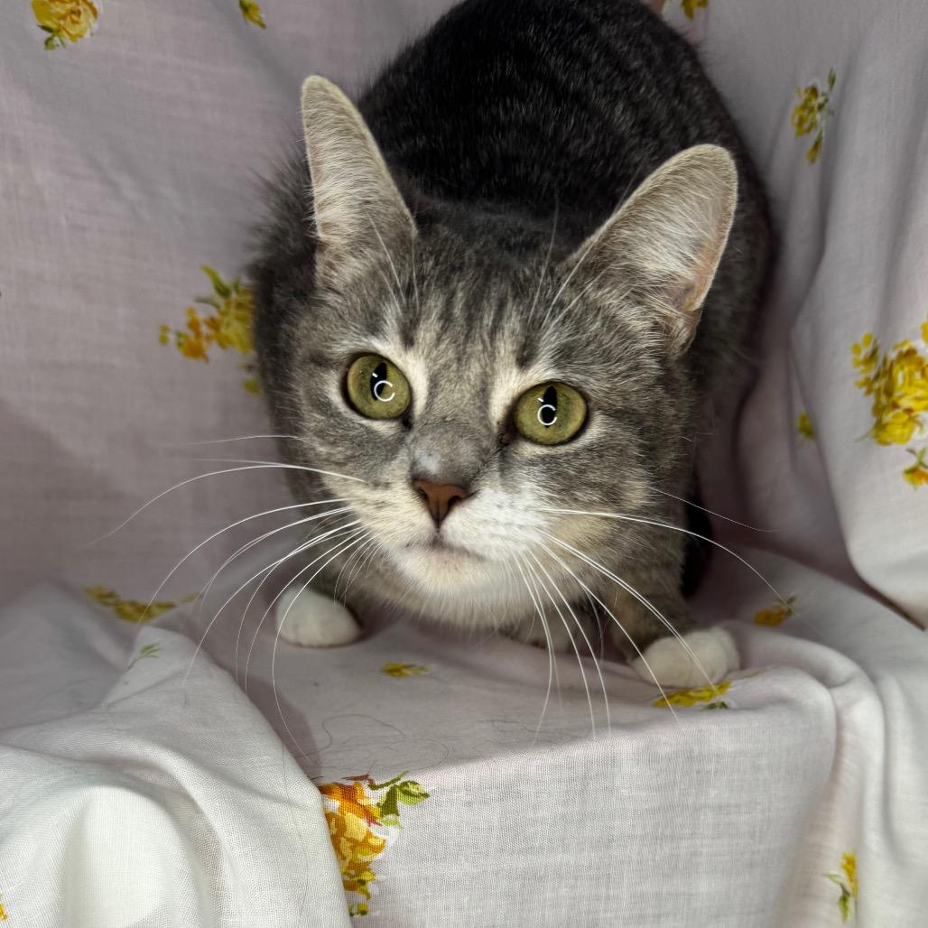 Selene, a Adoptable mixed breed in Mount Vernon, IL image 4/6