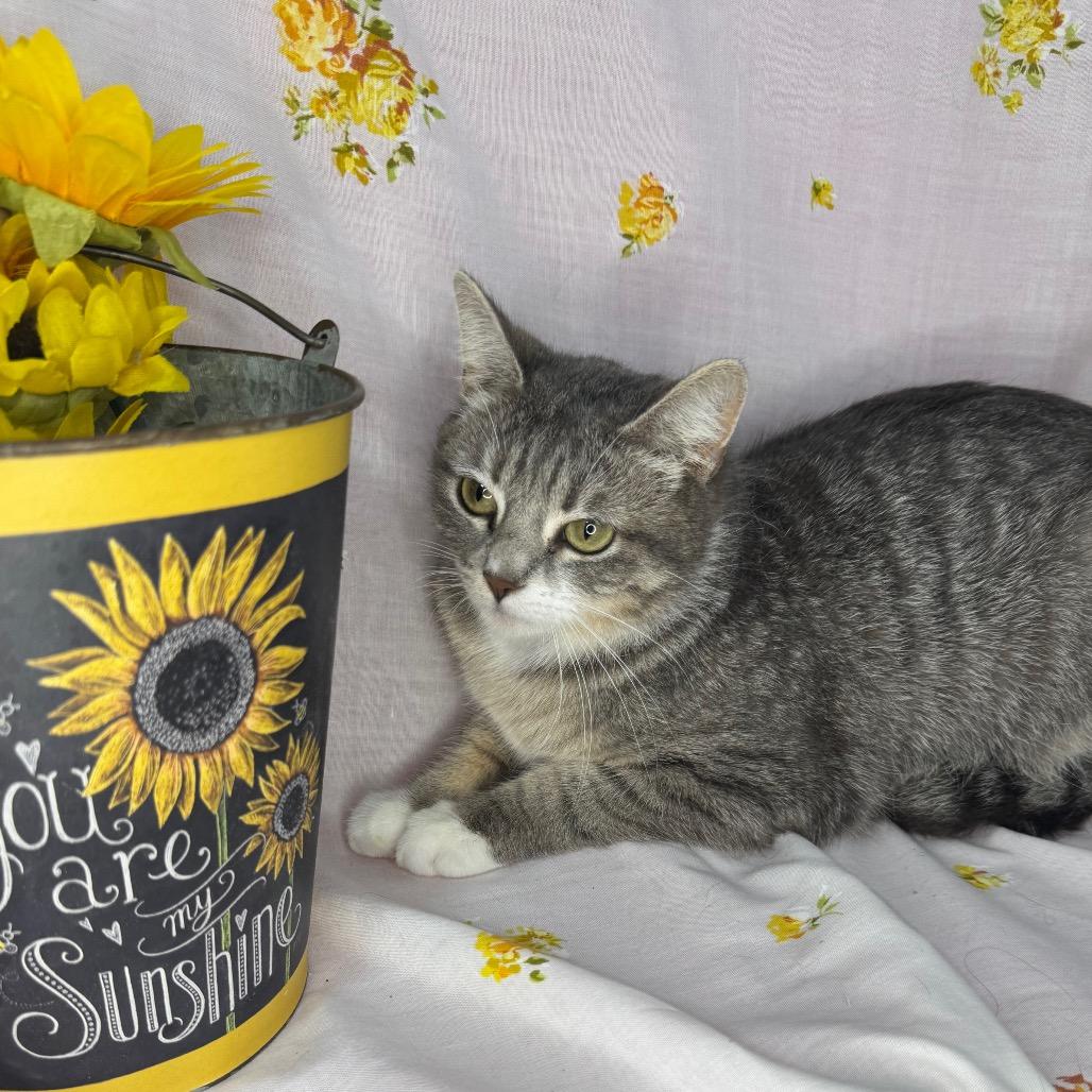 Selene, a Adoptable mixed breed in Mount Vernon, IL image 5/6