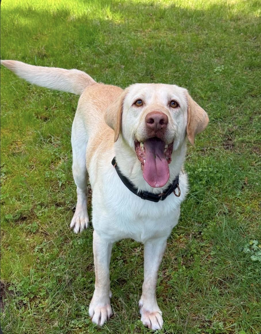 Stone, Adoptable, Adult Male Yellow Labrador Retriever.