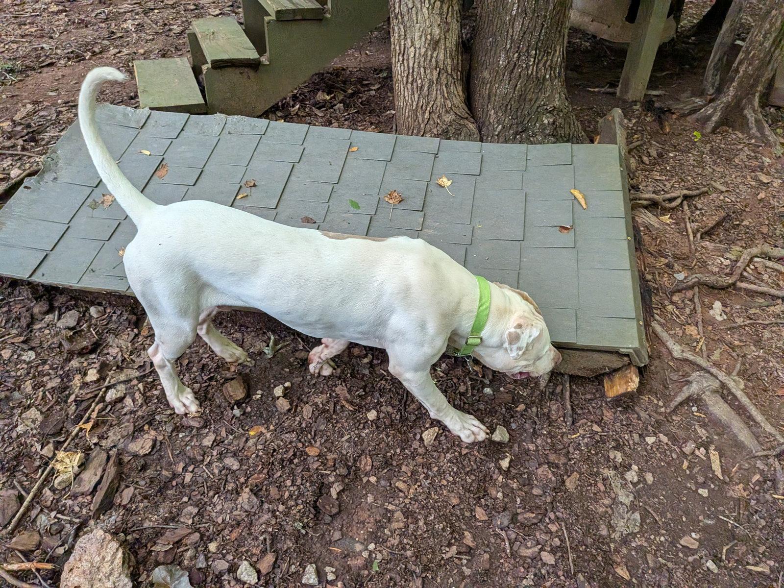 Enlarge Apollo, a Adoptable Terrier in Mc Cormick, SC image 1/3