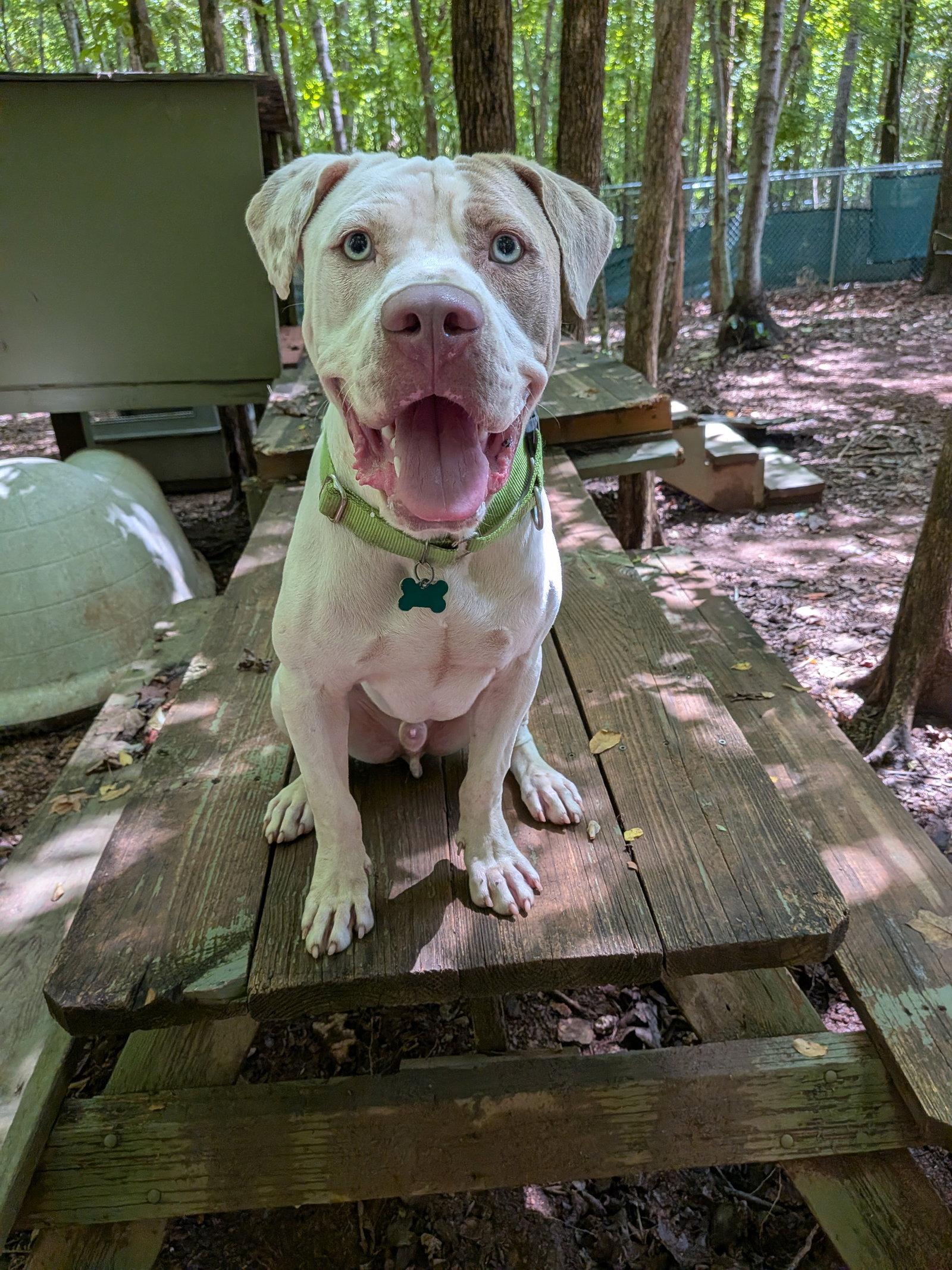 Enlarge Apollo, a Adoptable Terrier in Mc Cormick, SC image 2/3