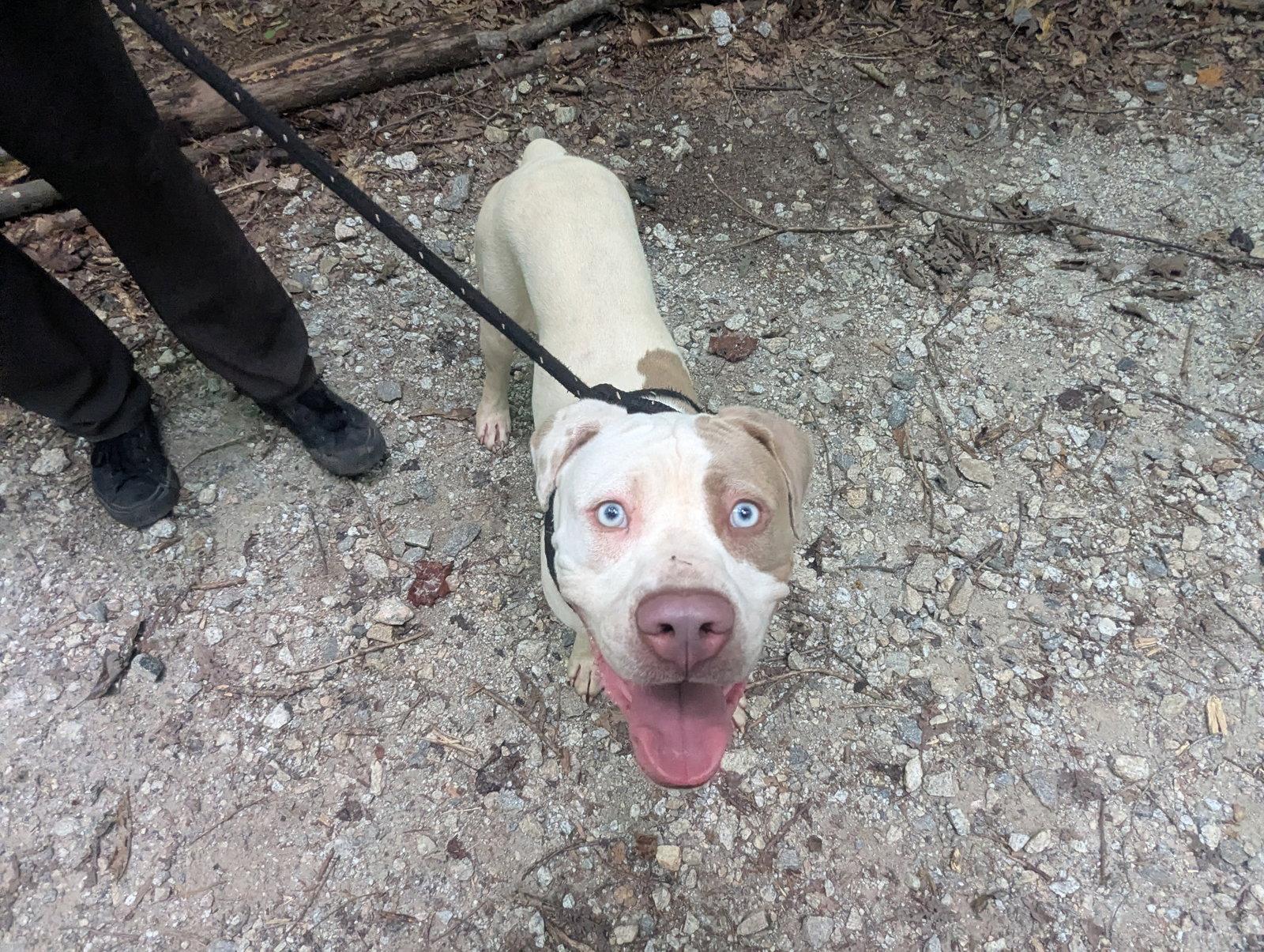 Enlarge Apollo, a Adoptable Terrier in Mc Cormick, SC image 3/3