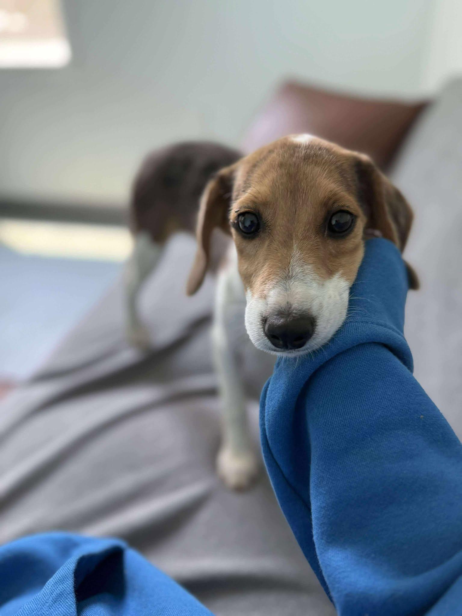 Evie