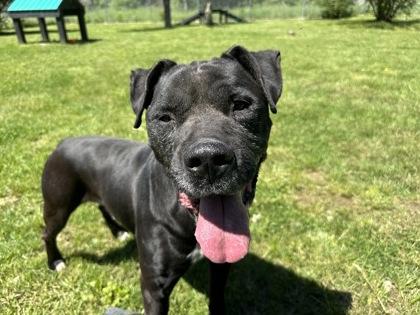Peanut, a Adoptable mixed breed in Cumberland, MD image 1/3