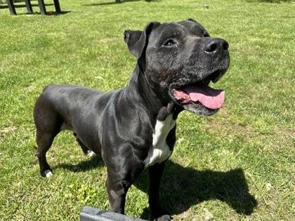 Peanut, a Adoptable mixed breed in Cumberland, MD image 2/3