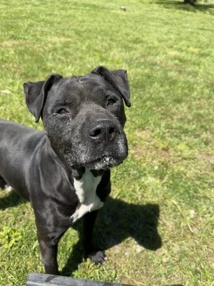 Peanut, a Adoptable mixed breed in Cumberland, MD image 3/3