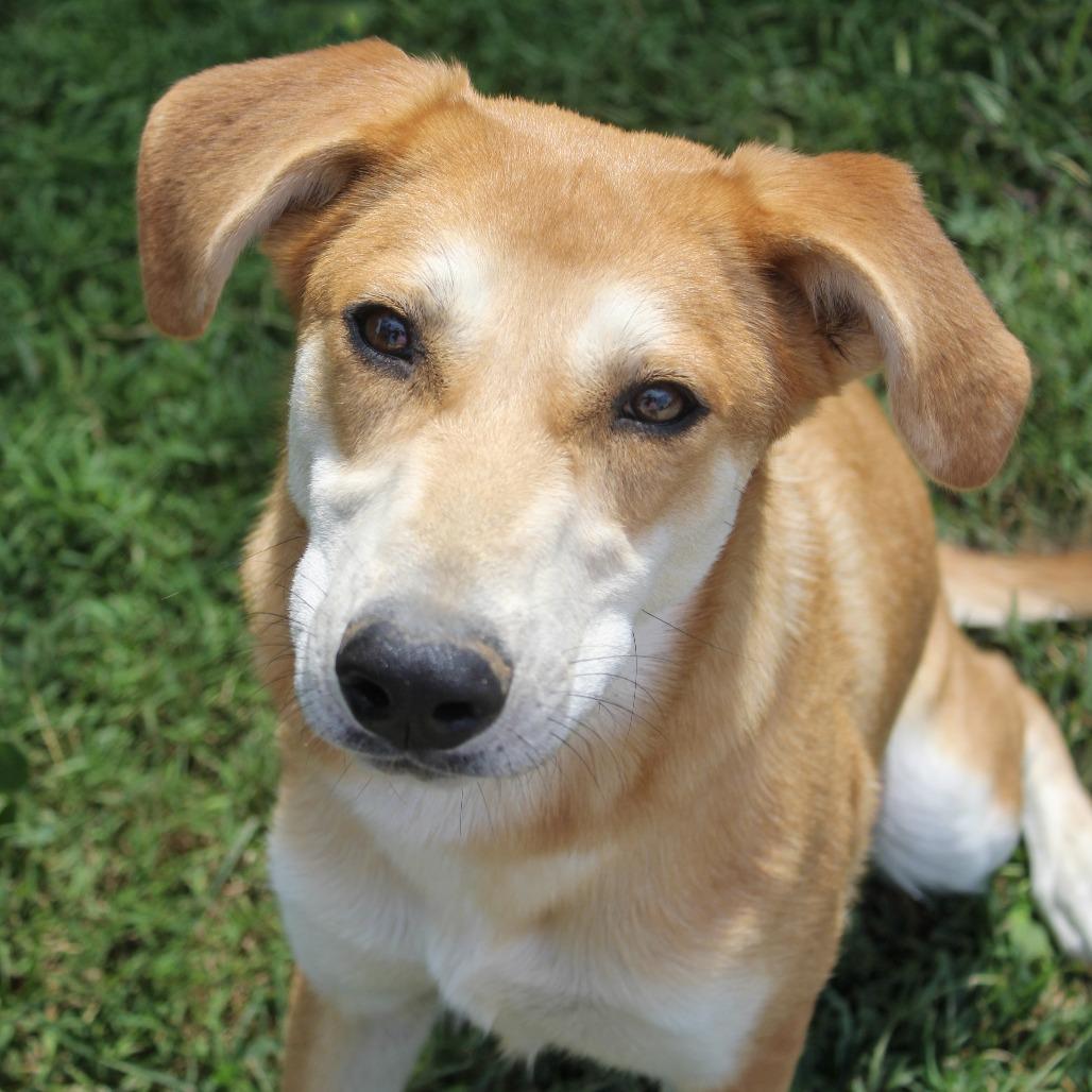Alani, Adoptable, Young Female German Shepherd Dog & Cattle Dog.