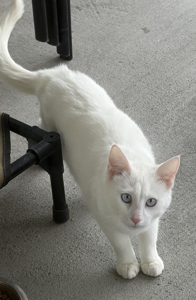 Enlarge Angel, a Adoptable mixed breed in Challis, ID image 1/6