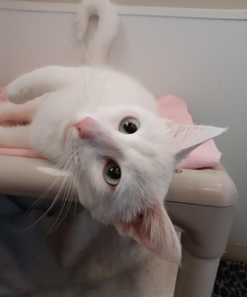 Enlarge Angel, a Adoptable mixed breed in Challis, ID image 2/6