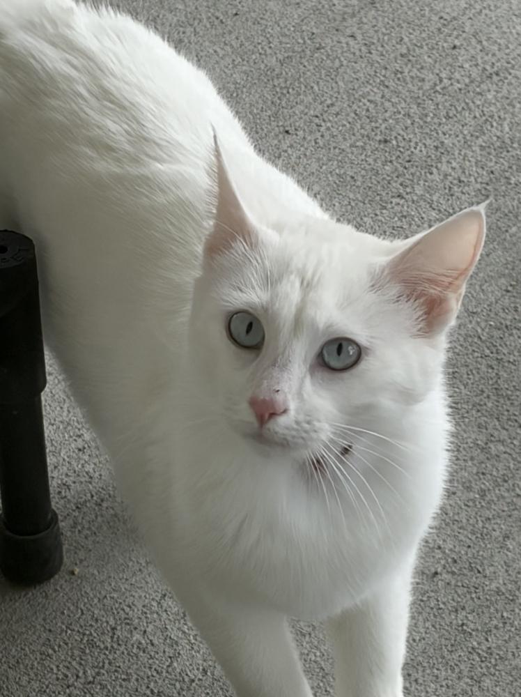 Enlarge Angel, a Adoptable mixed breed in Challis, ID image 3/6