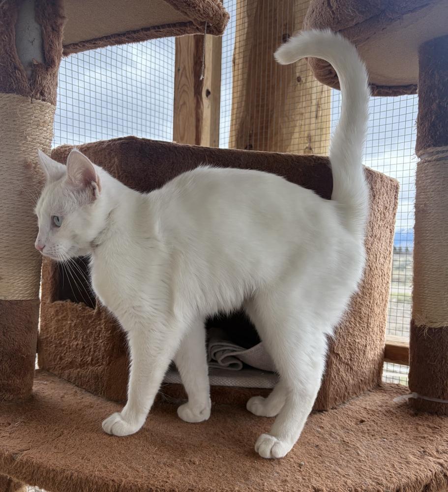 Enlarge Angel, a Adoptable mixed breed in Challis, ID image 4/6