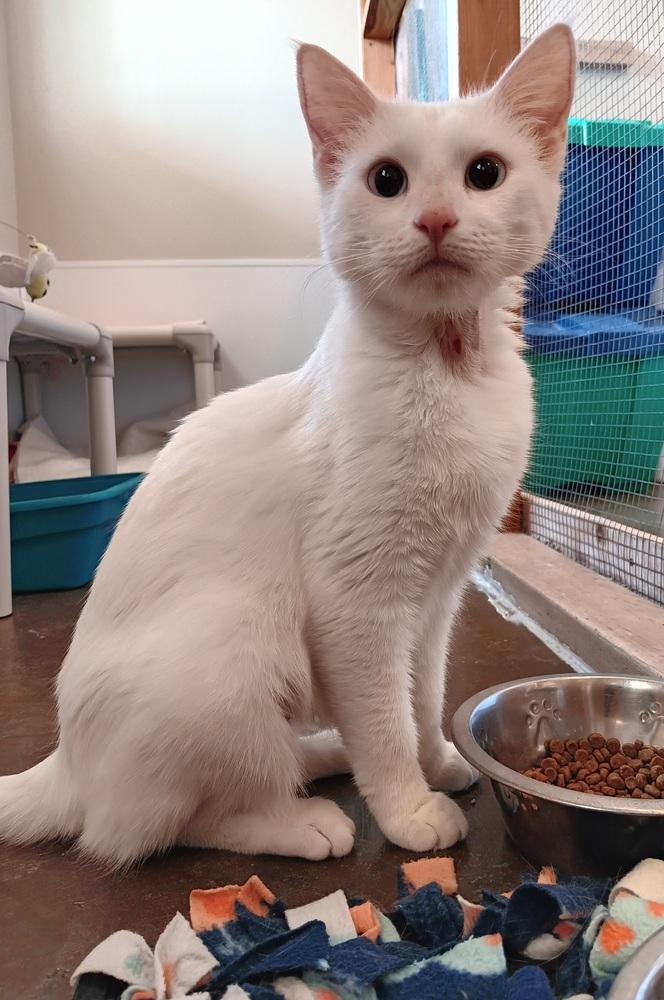 Enlarge Angel, a Adoptable mixed breed in Challis, ID image 5/6