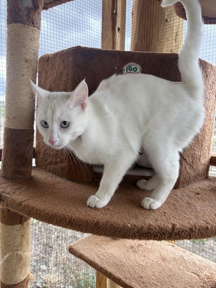 Enlarge Angel, a Adoptable mixed breed in Challis, ID image 6/6