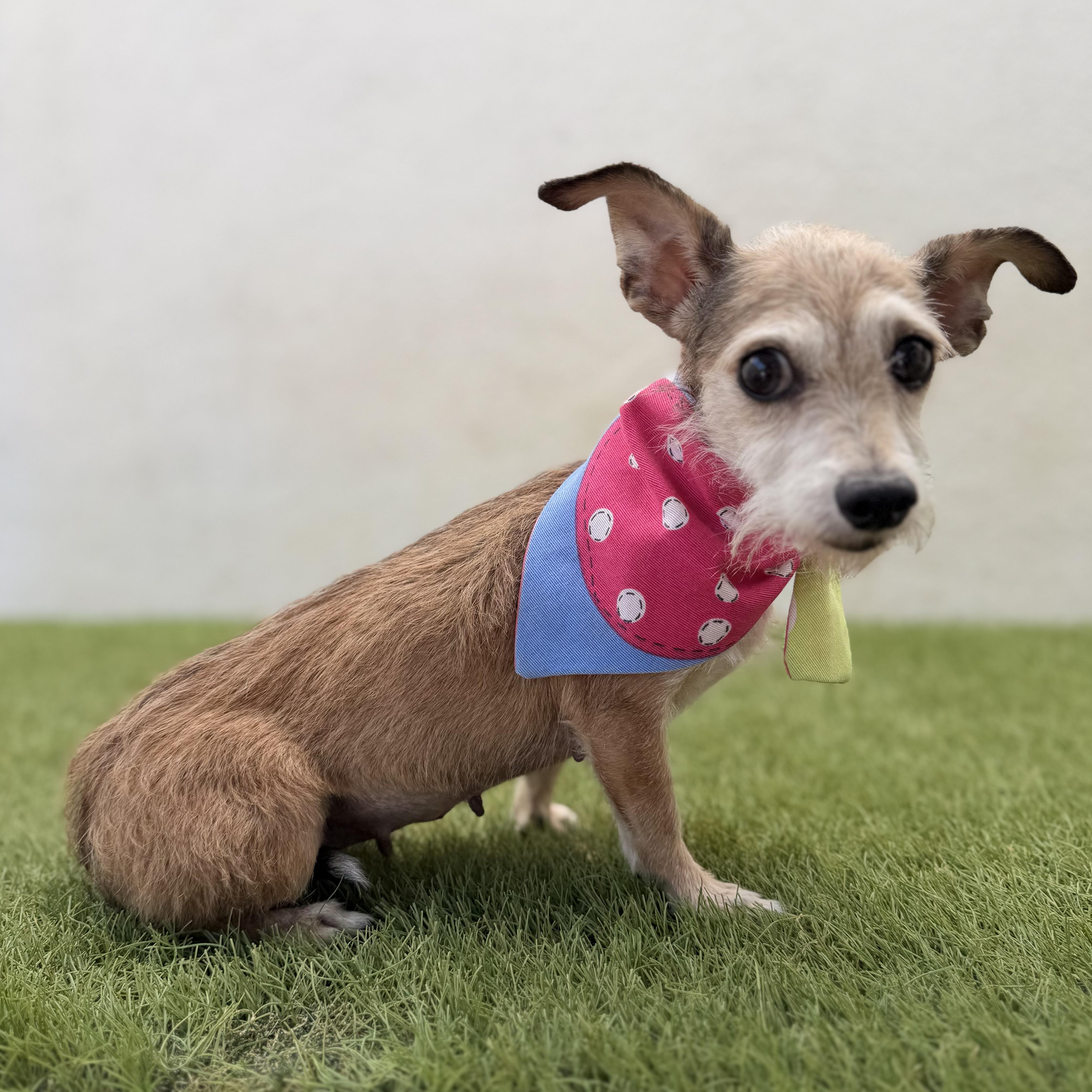 Enlarge YOSHI, a Adopted mixed breed in La Jolla, CA image 3/5