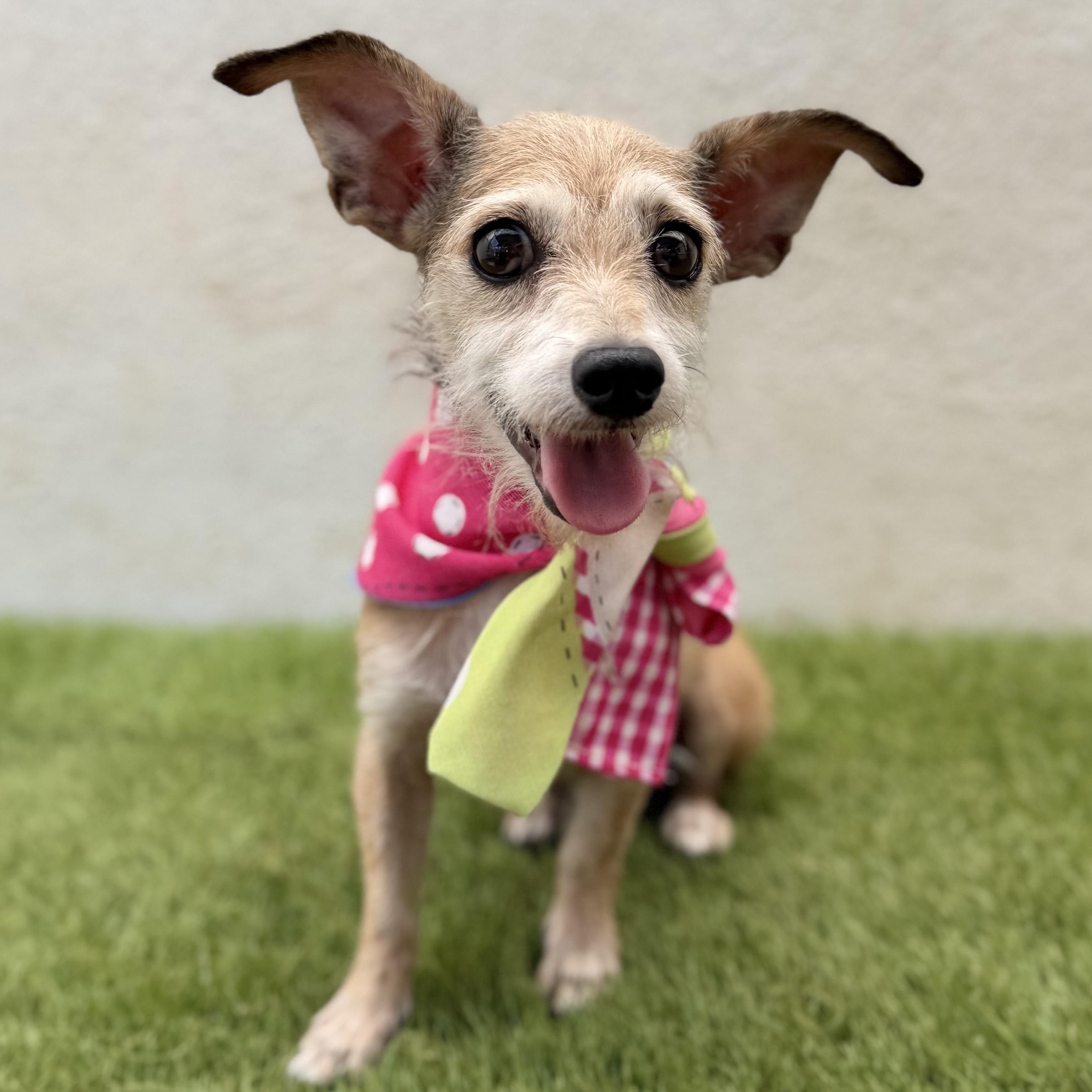 Enlarge YOSHI, a Adopted mixed breed in La Jolla, CA image 4/5