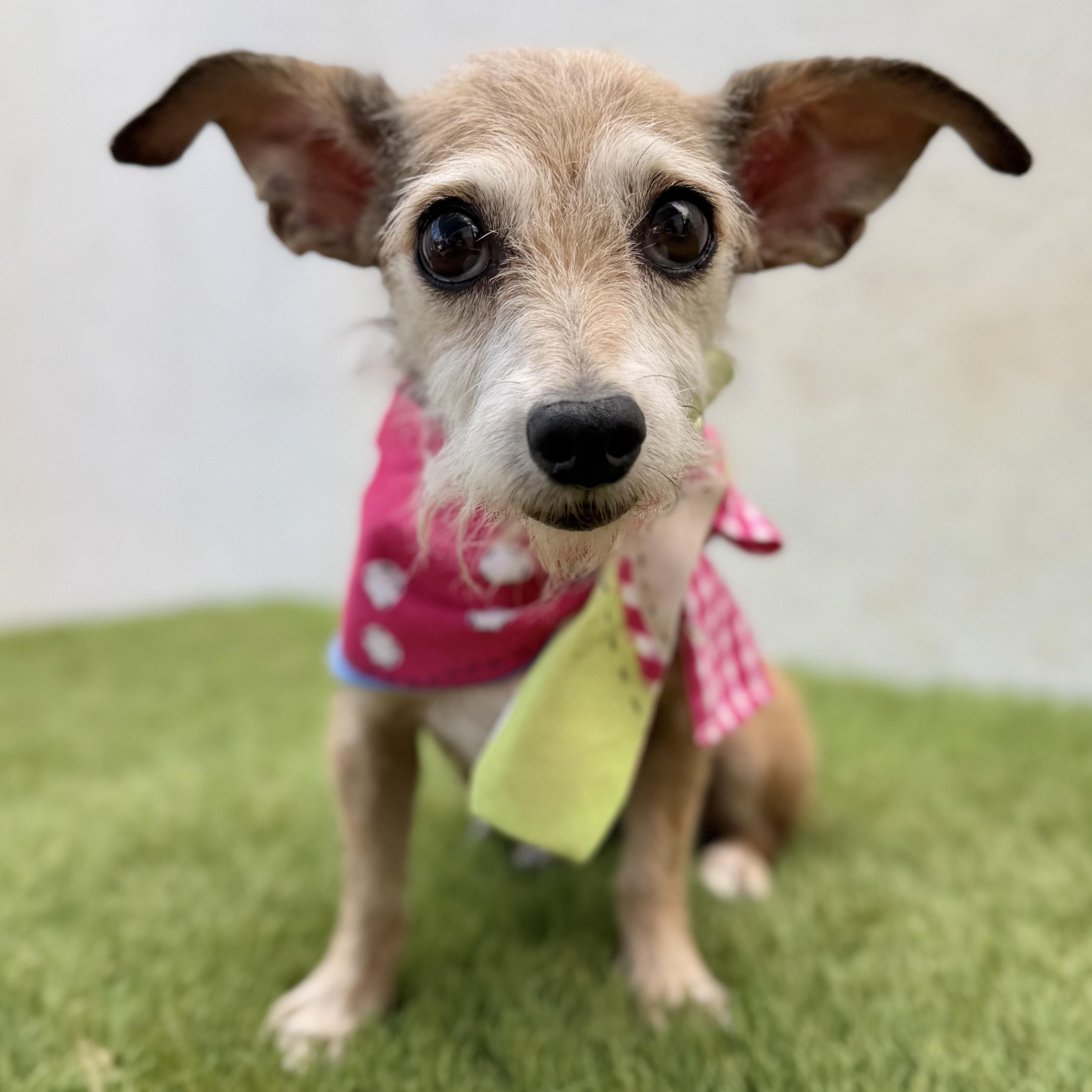 Enlarge YOSHI, a Adopted mixed breed in La Jolla, CA image 2/5