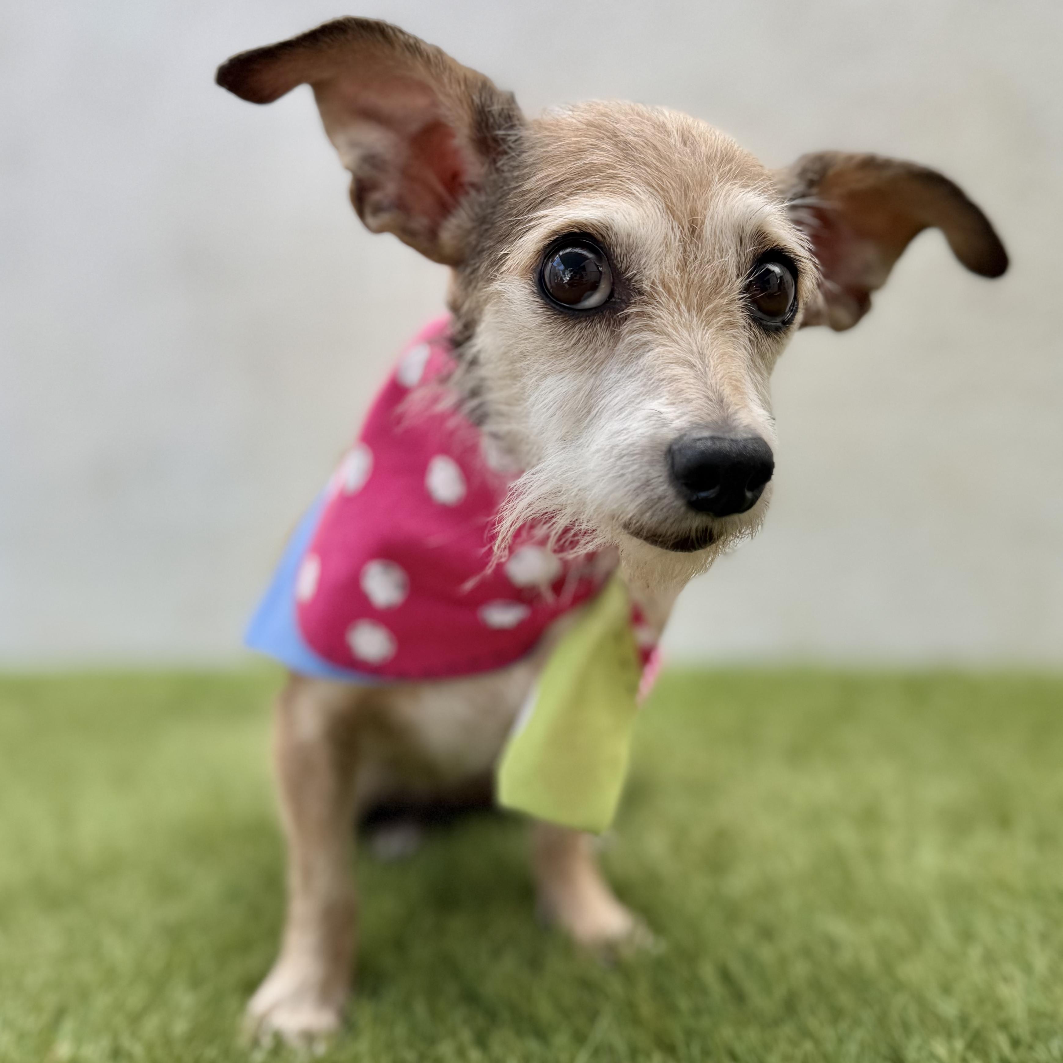 Enlarge YOSHI, a Adopted mixed breed in La Jolla, CA image 5/5