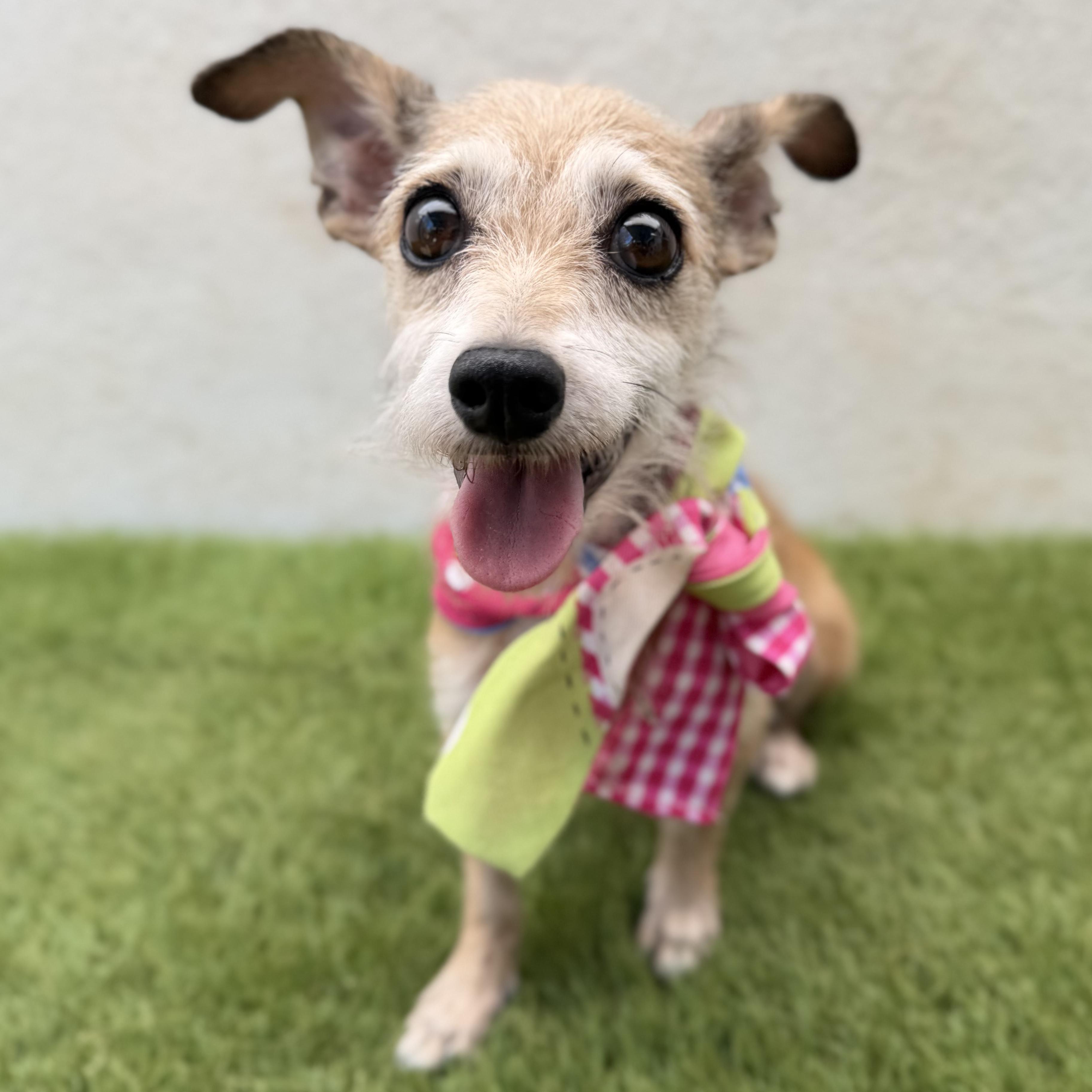YOSHI, Adopted, Young Female Terrier & Dachshund.