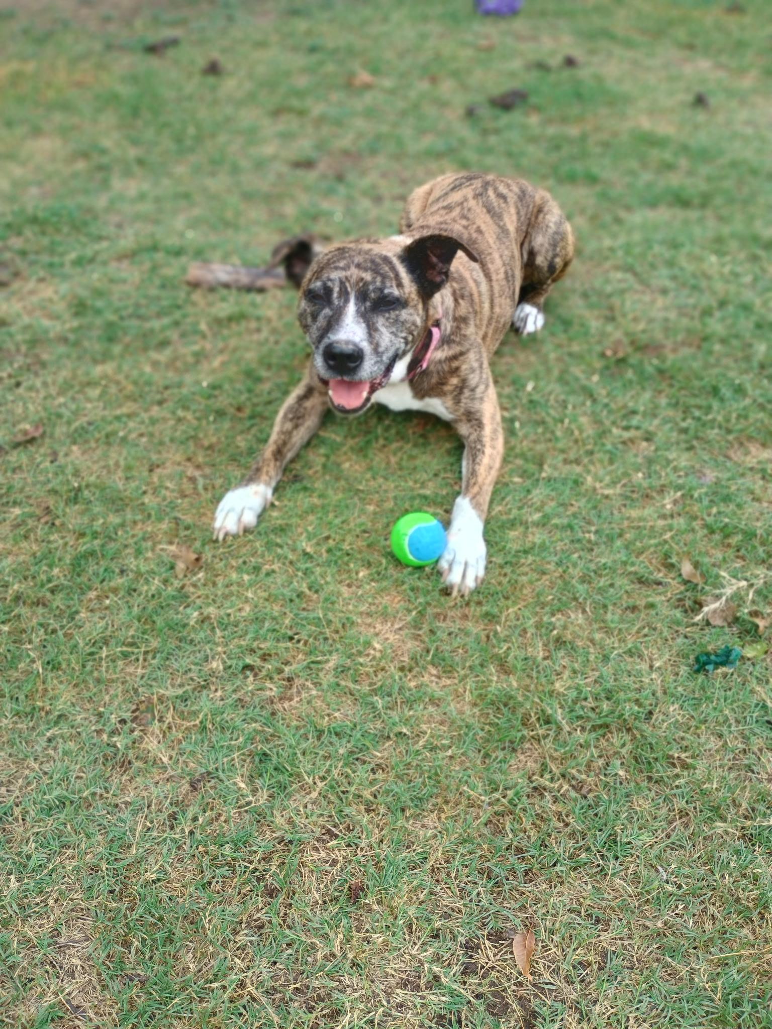 Enlarge Belmont, a Adoptable mixed breed in Dallas, TX image 5/6