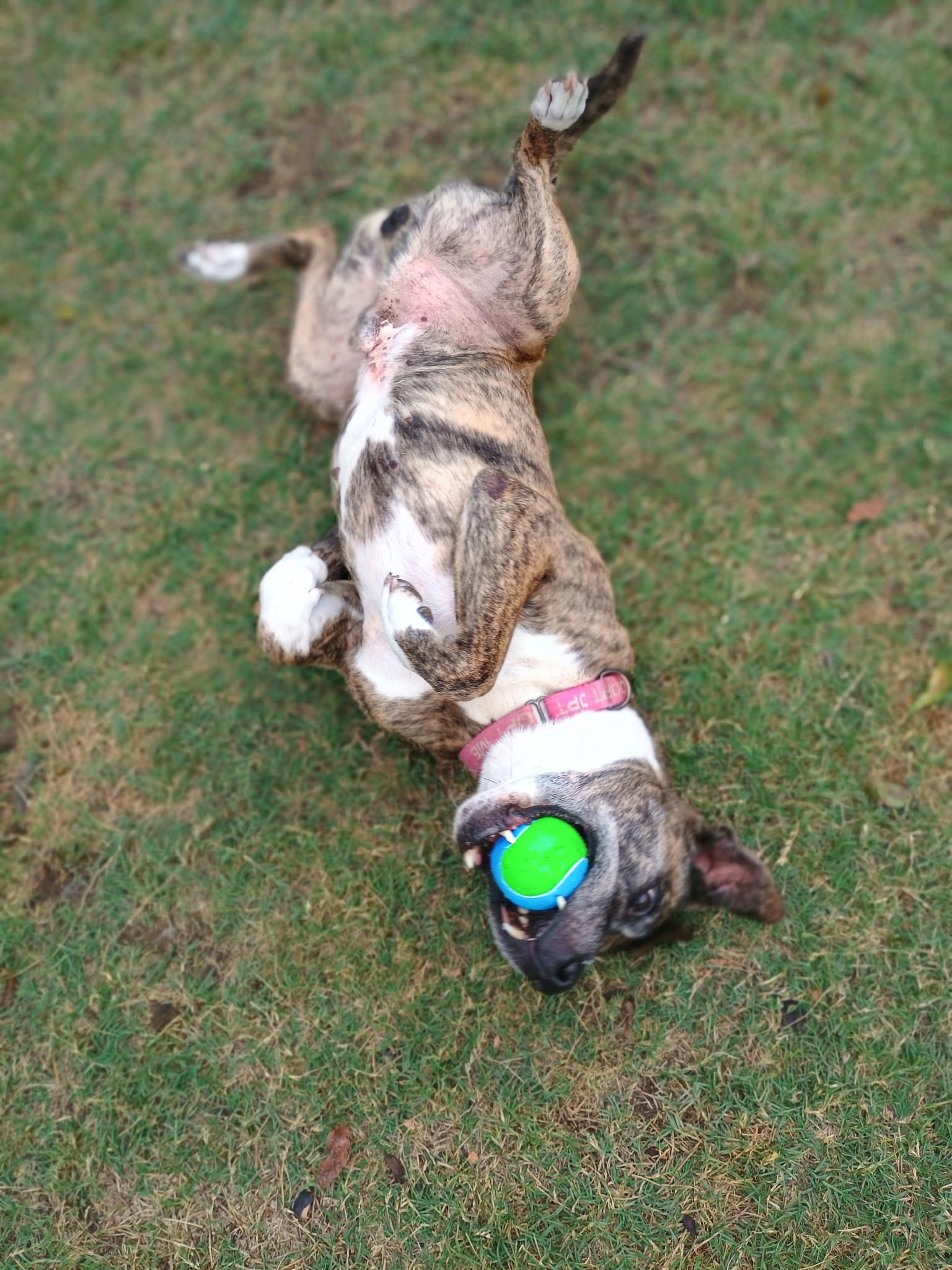 Belmont, Adoptable, Adult Male Pit Bull Terrier.