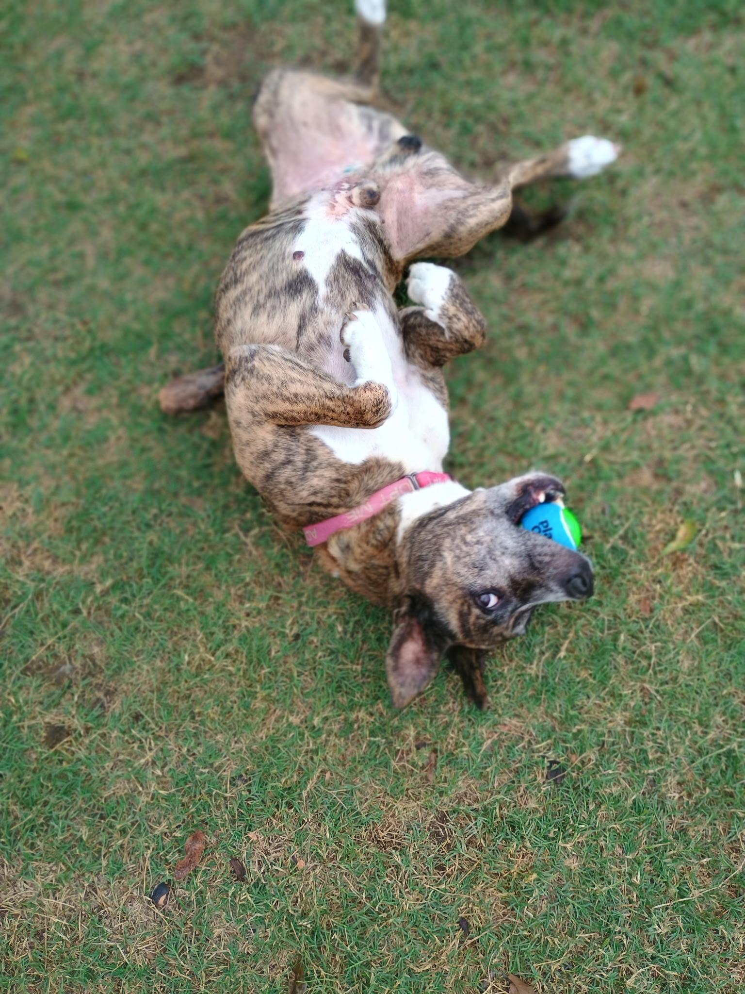 Enlarge Belmont, a Adoptable mixed breed in Dallas, TX image 6/6