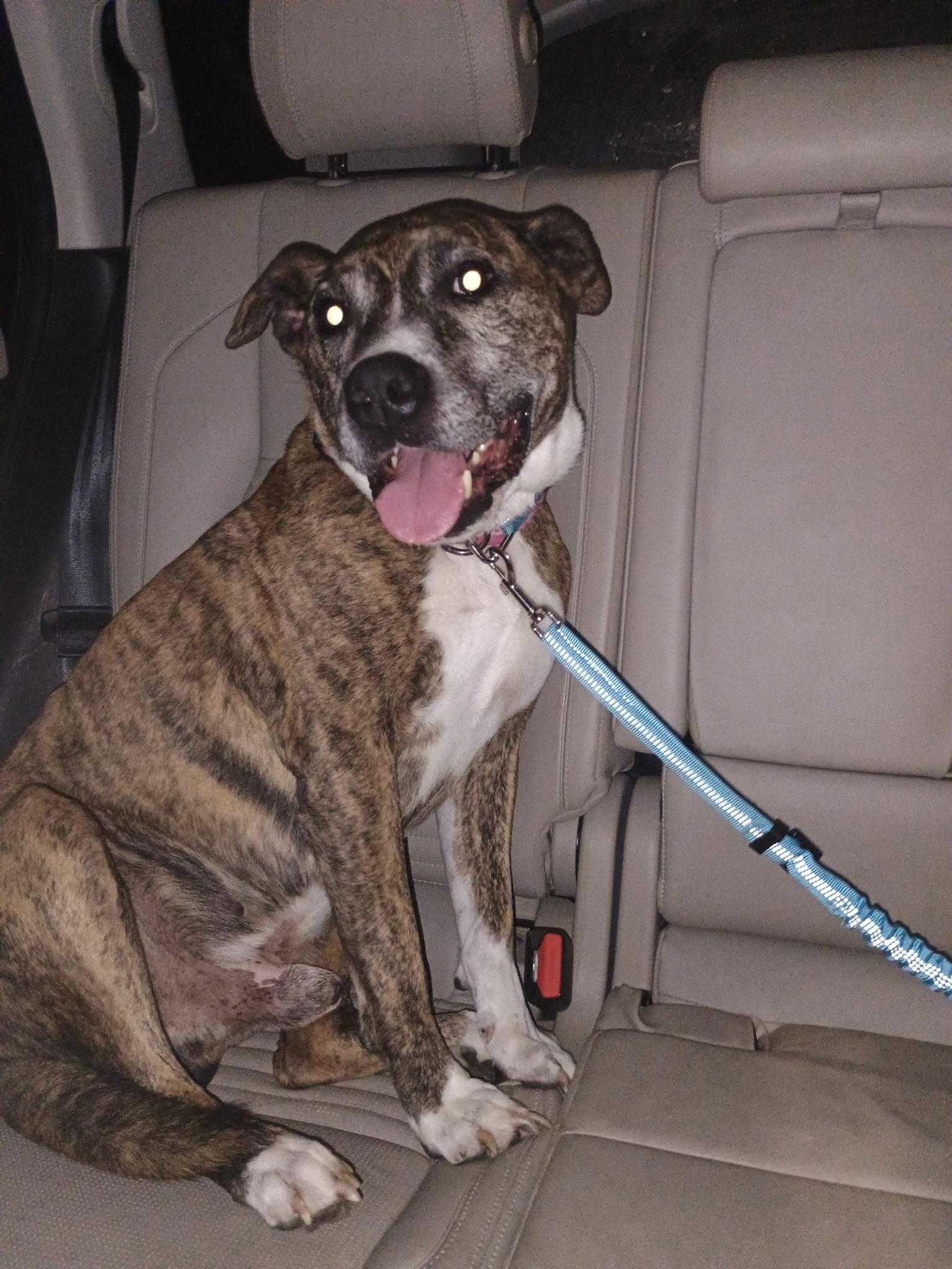 Enlarge Belmont, a Adoptable mixed breed in Dallas, TX image 4/6